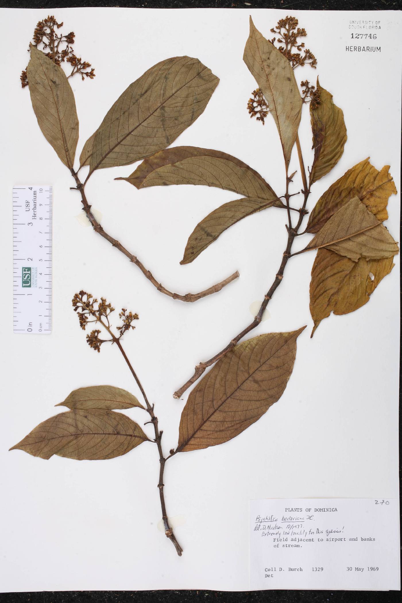 Psychotria berteroana image