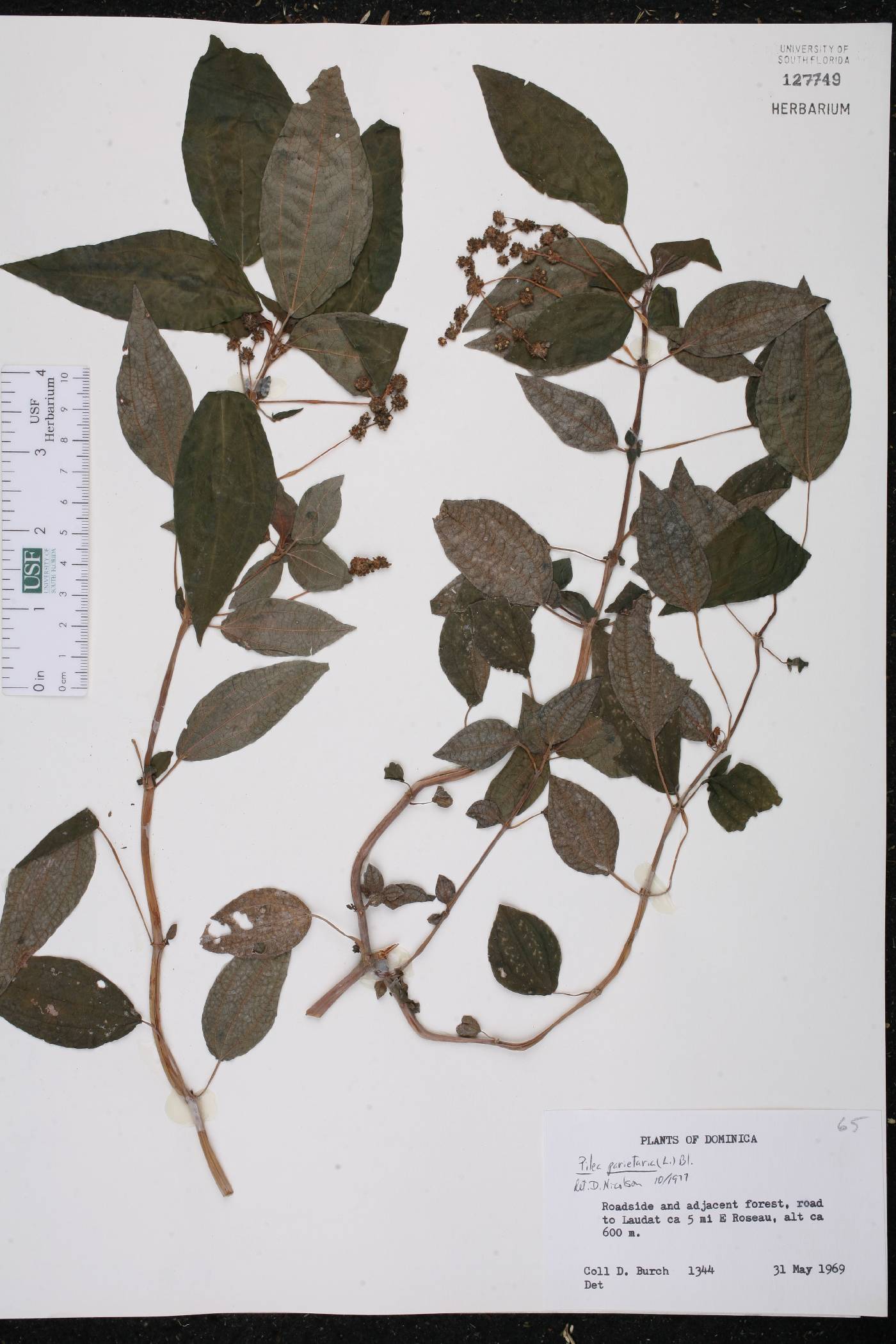 Pilea parietaria image