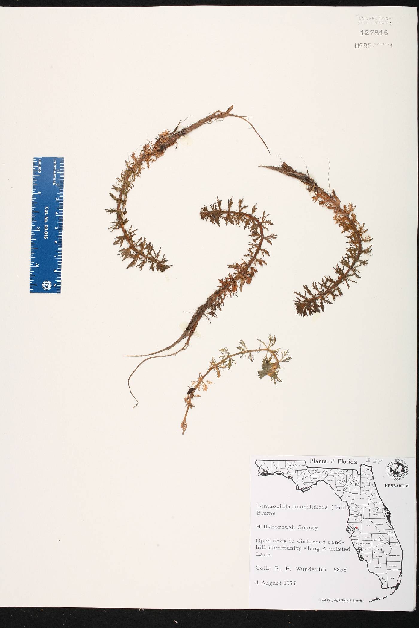 Limnophila sessiliflora image