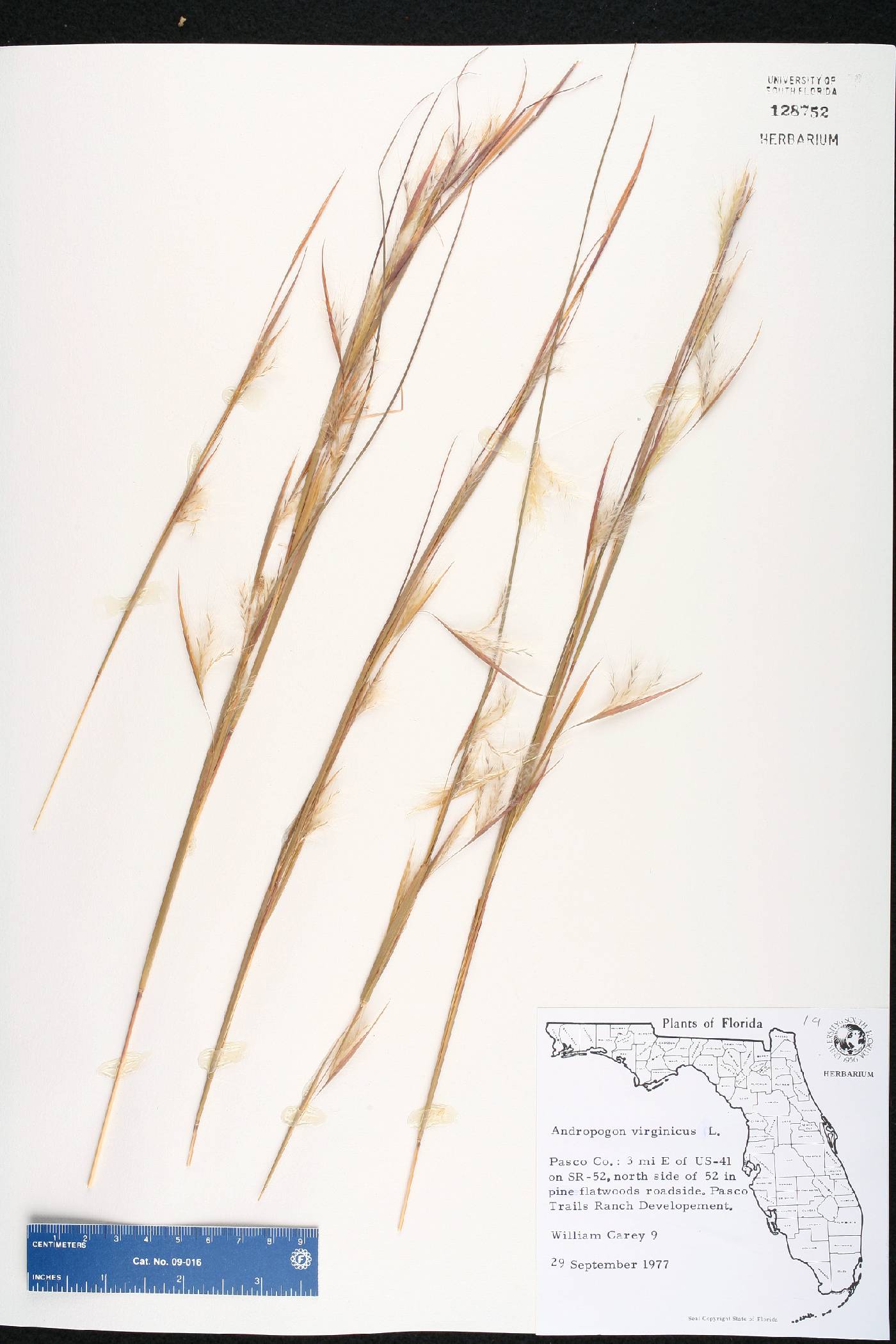 Andropogon virginicus var. virginicus image