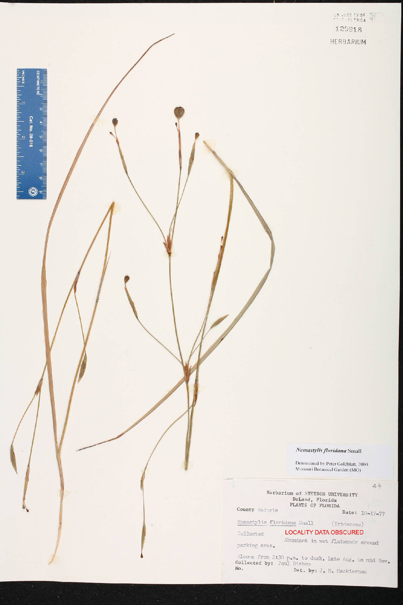 Nemastylis floridana image