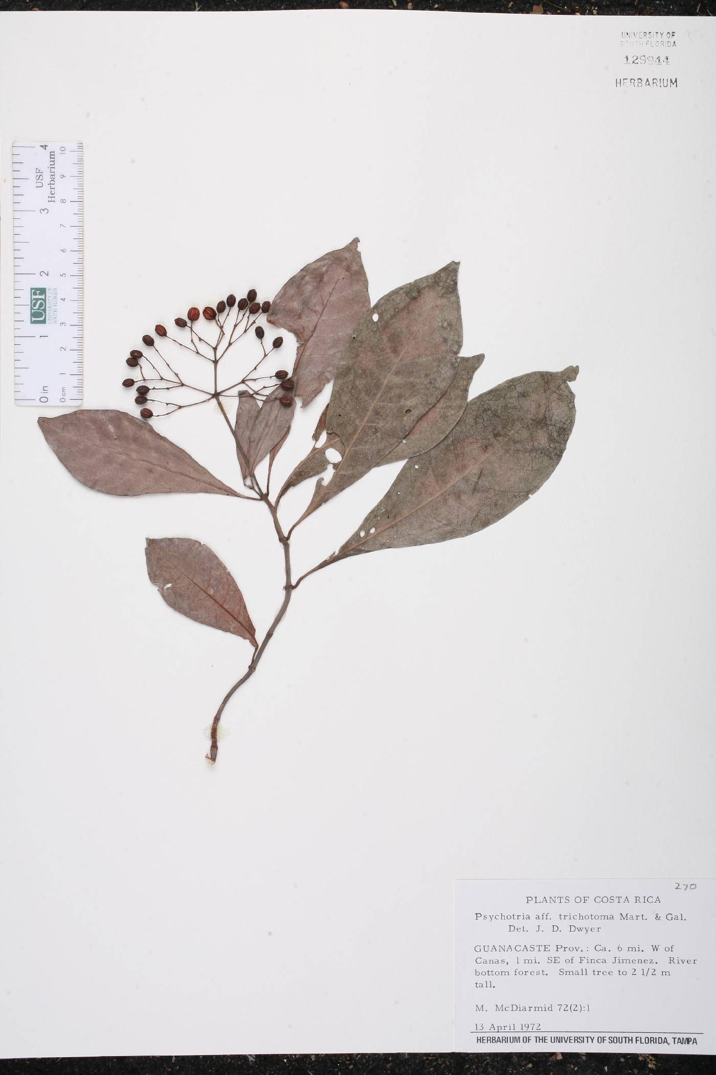 Psychotria trichotoma image