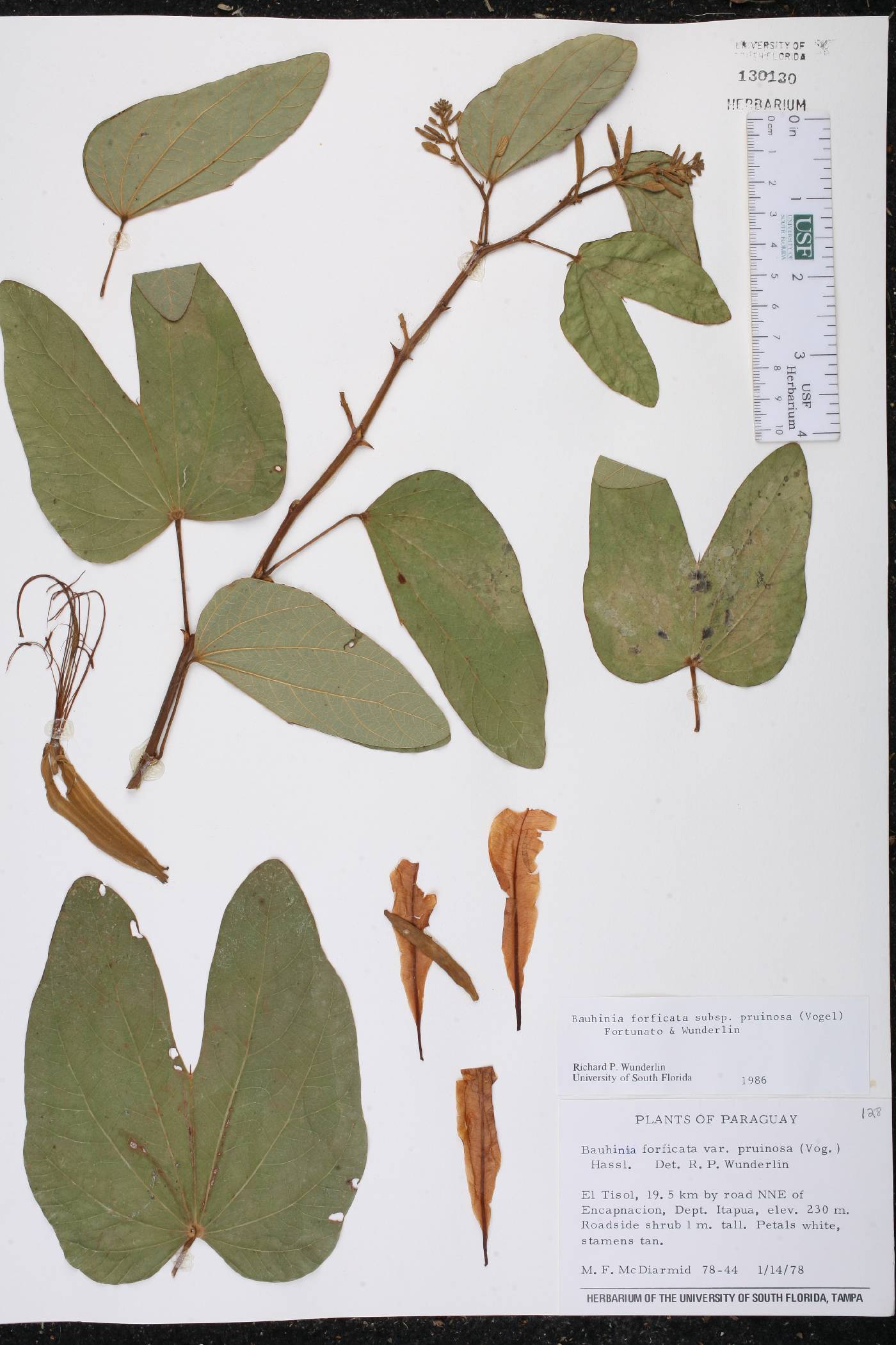 Bauhinia forficata subsp. pruinosa image