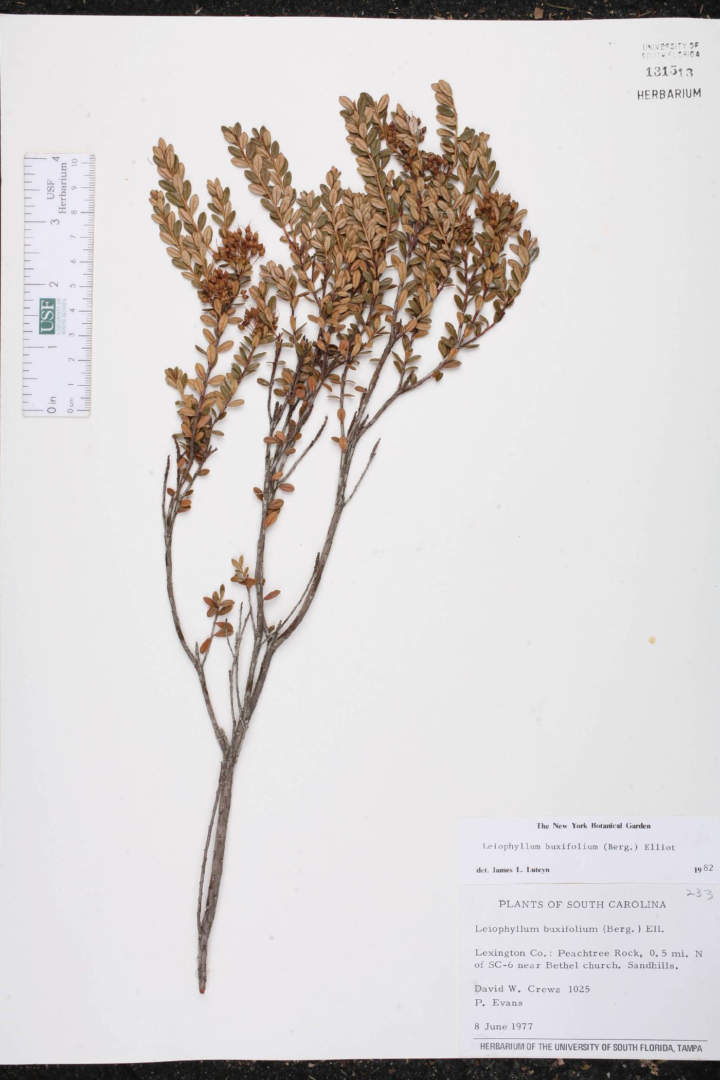 Kalmia buxifolia image