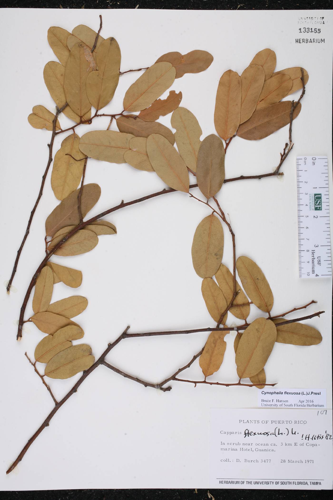 Cynophalla flexuosa image