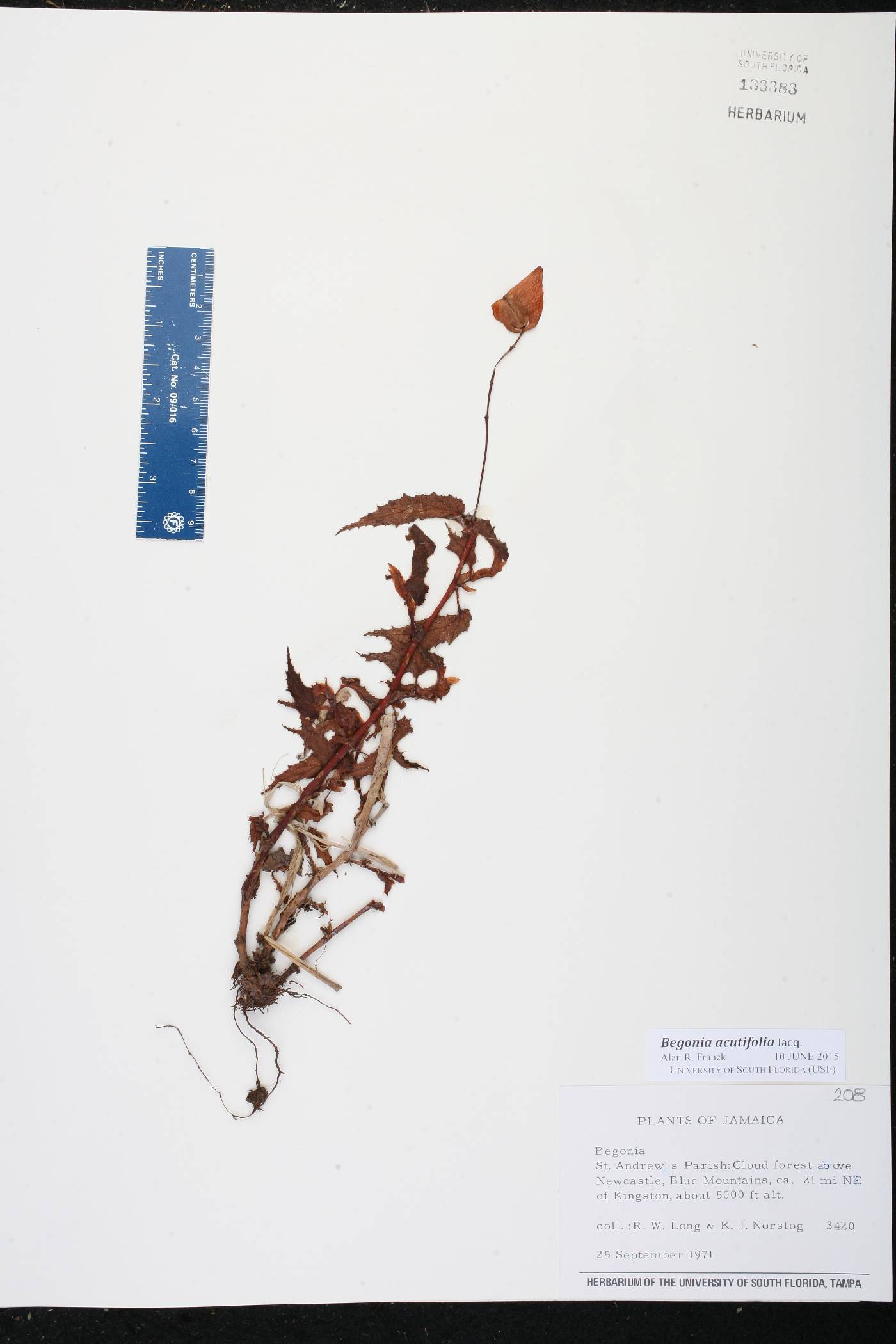 Begonia acutifolia image
