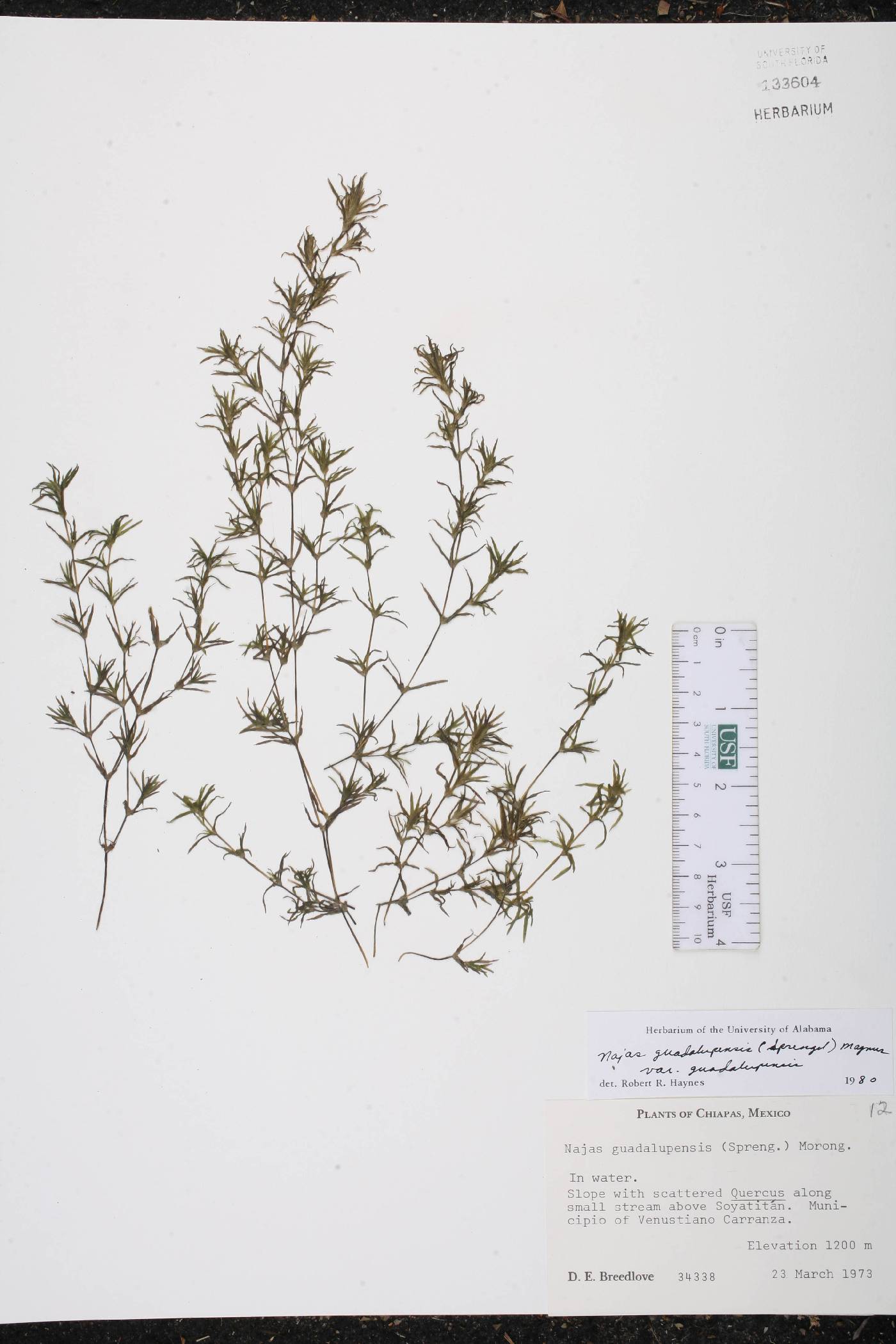 Najas guadalupensis var. guadalupensis image