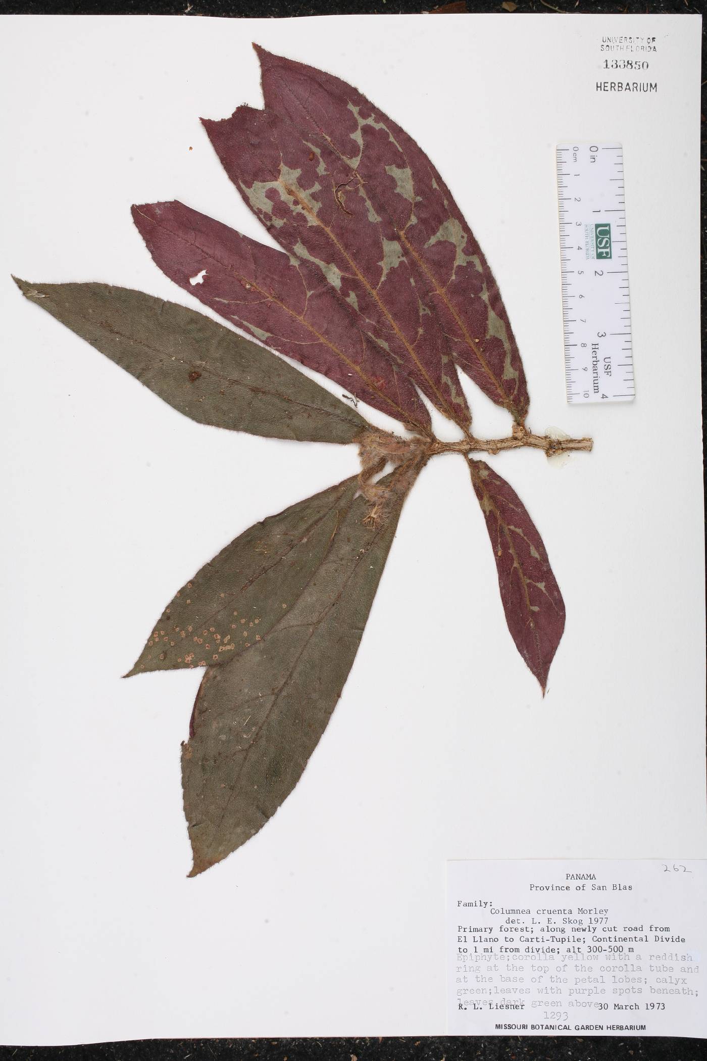 Columnea cruenta image