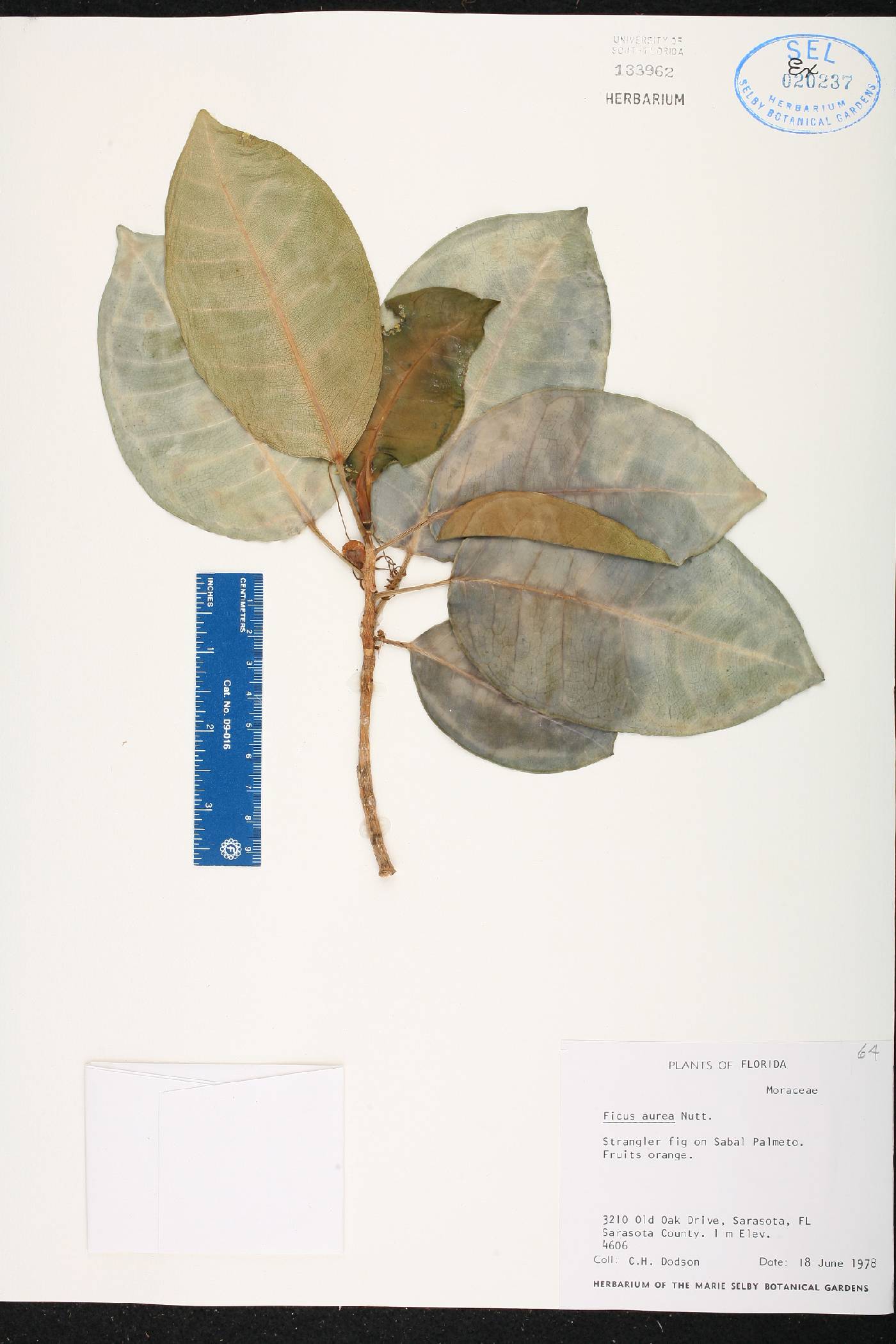 Ficus aurea image