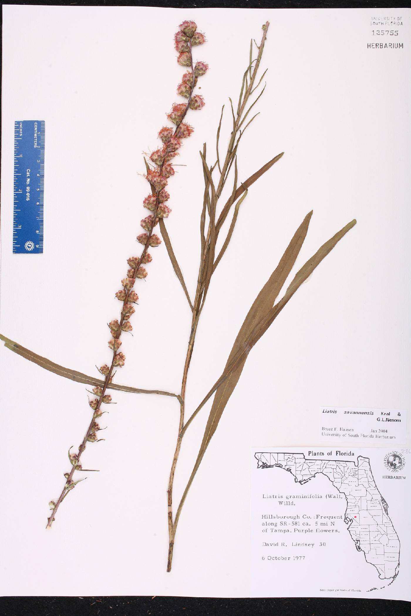 Liatris savannensis image