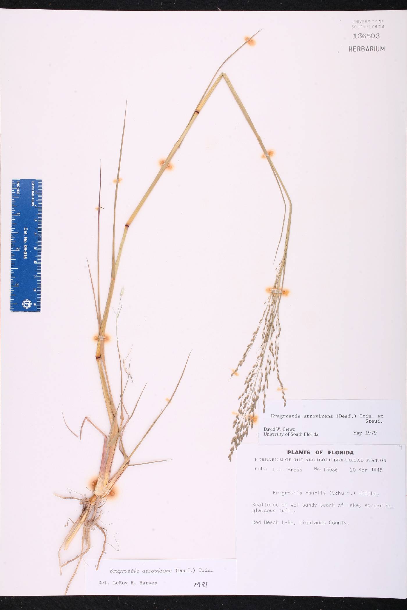 Eragrostis atrovirens image