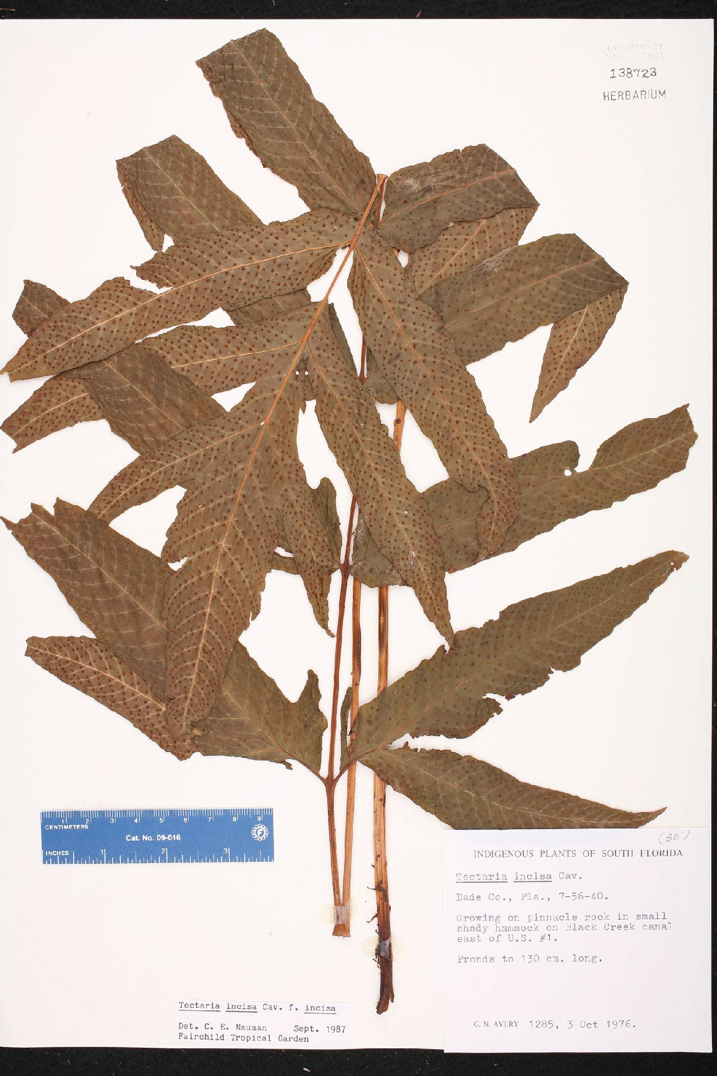 Tectaria incisa image