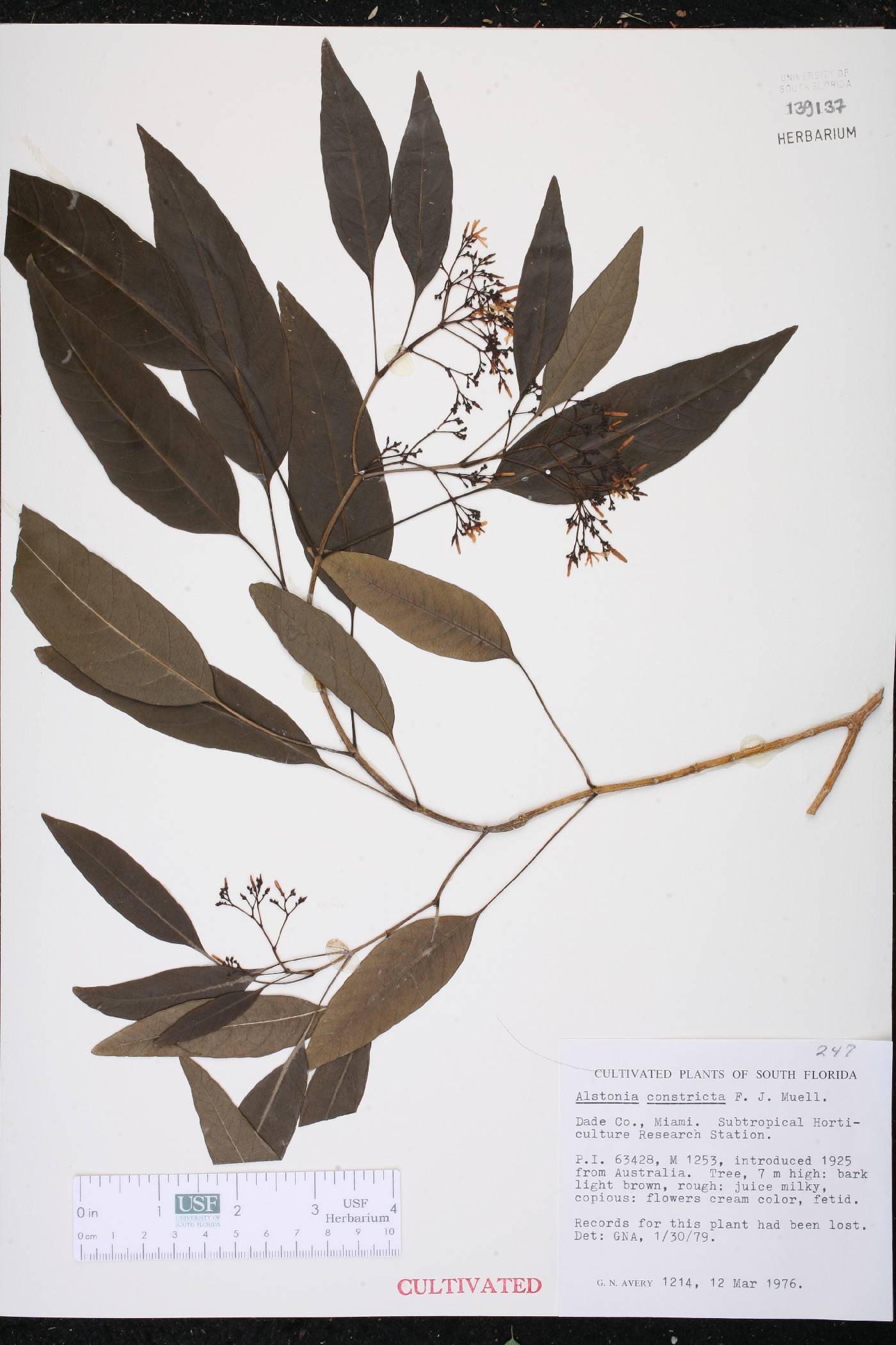 Alstonia constricta image