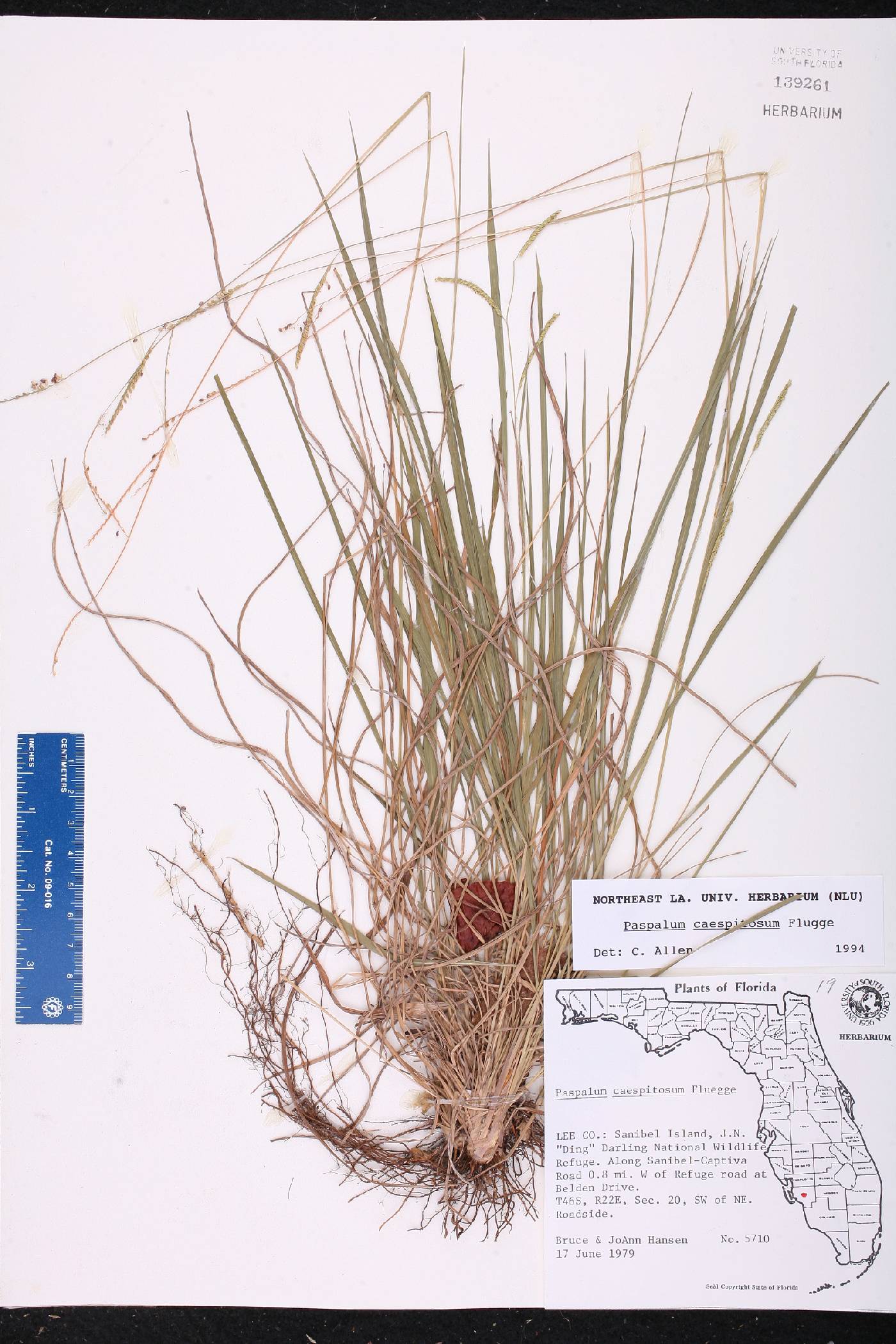 Paspalum caespitosum image