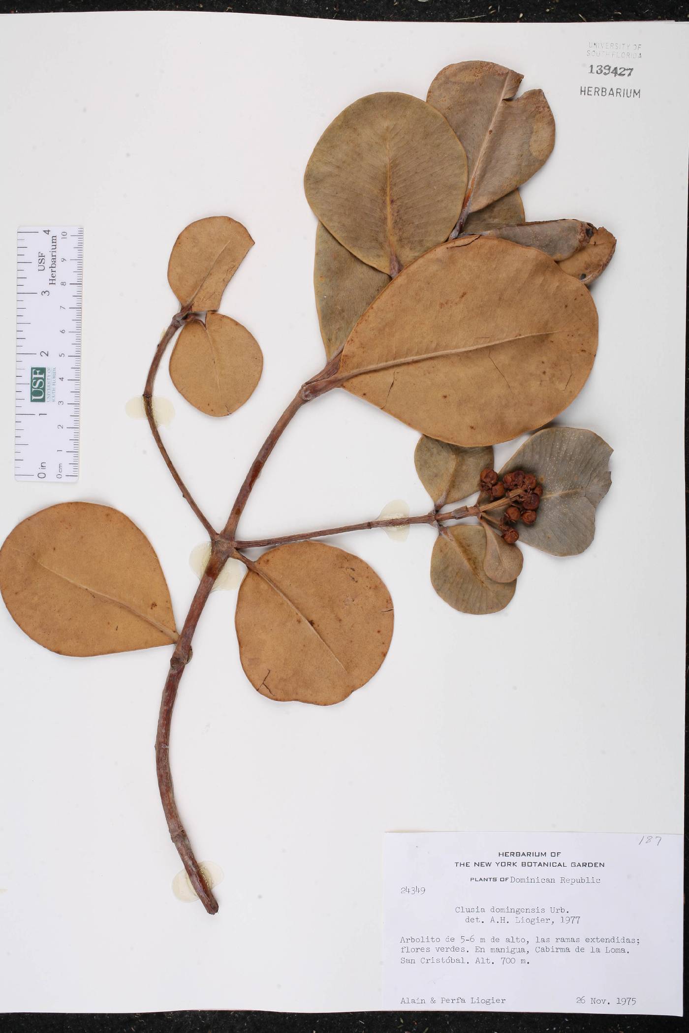 Clusia domingensis image