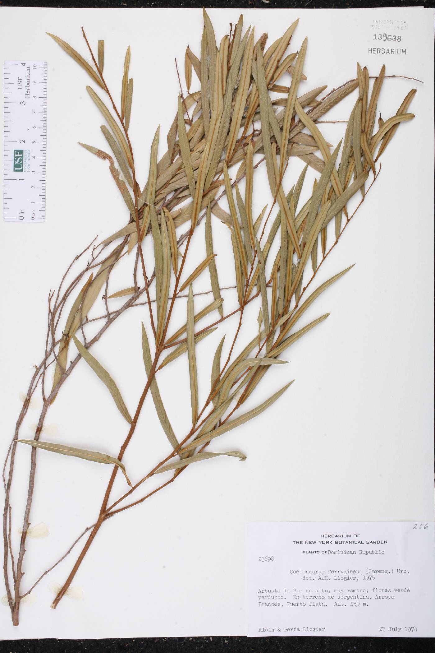 Coeloneurum ferrugineum image