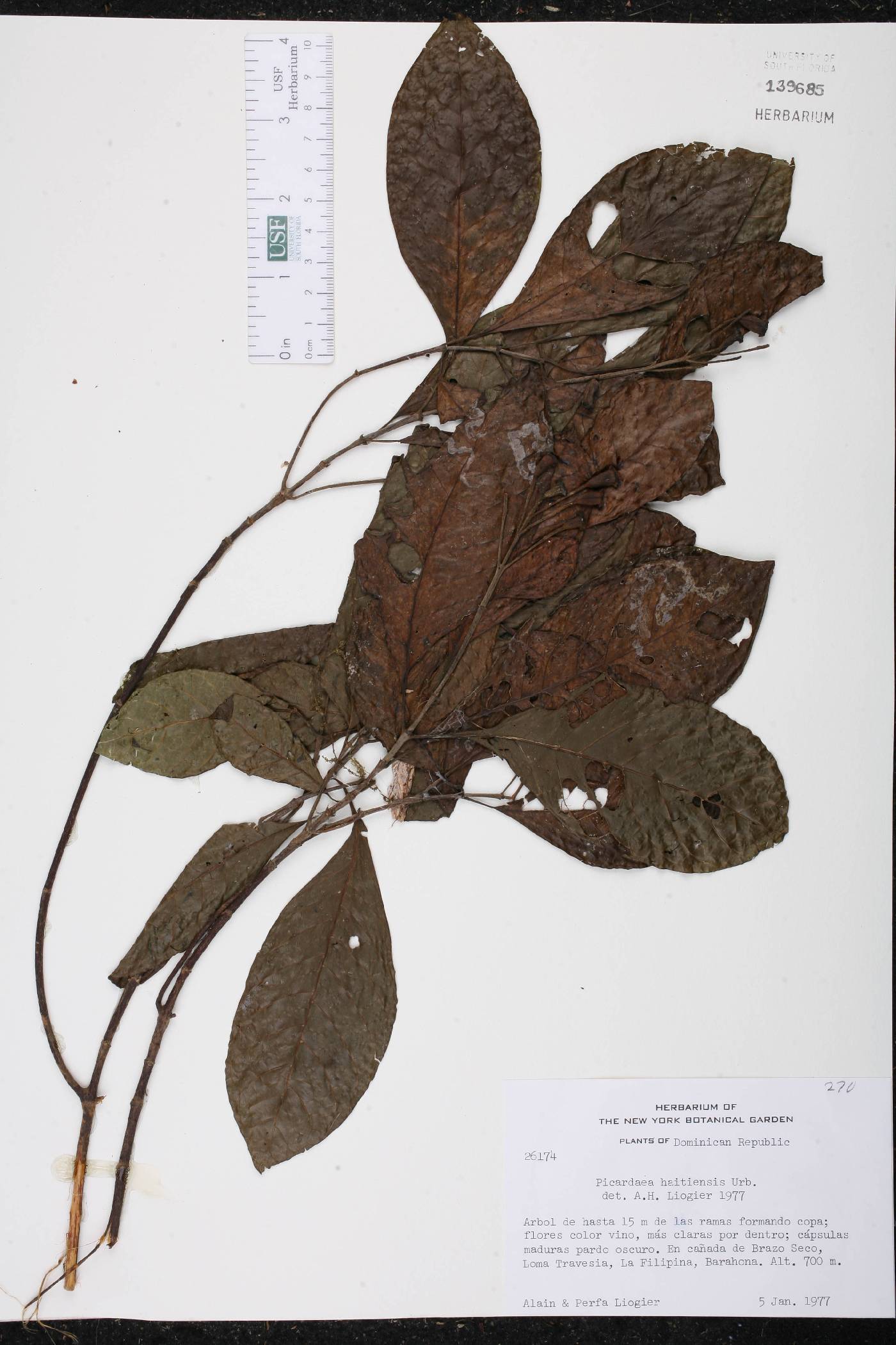 Picardaea cubensis image