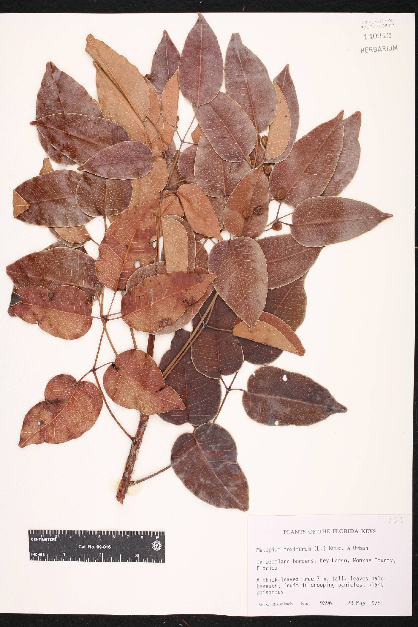 Metopium toxiferum image