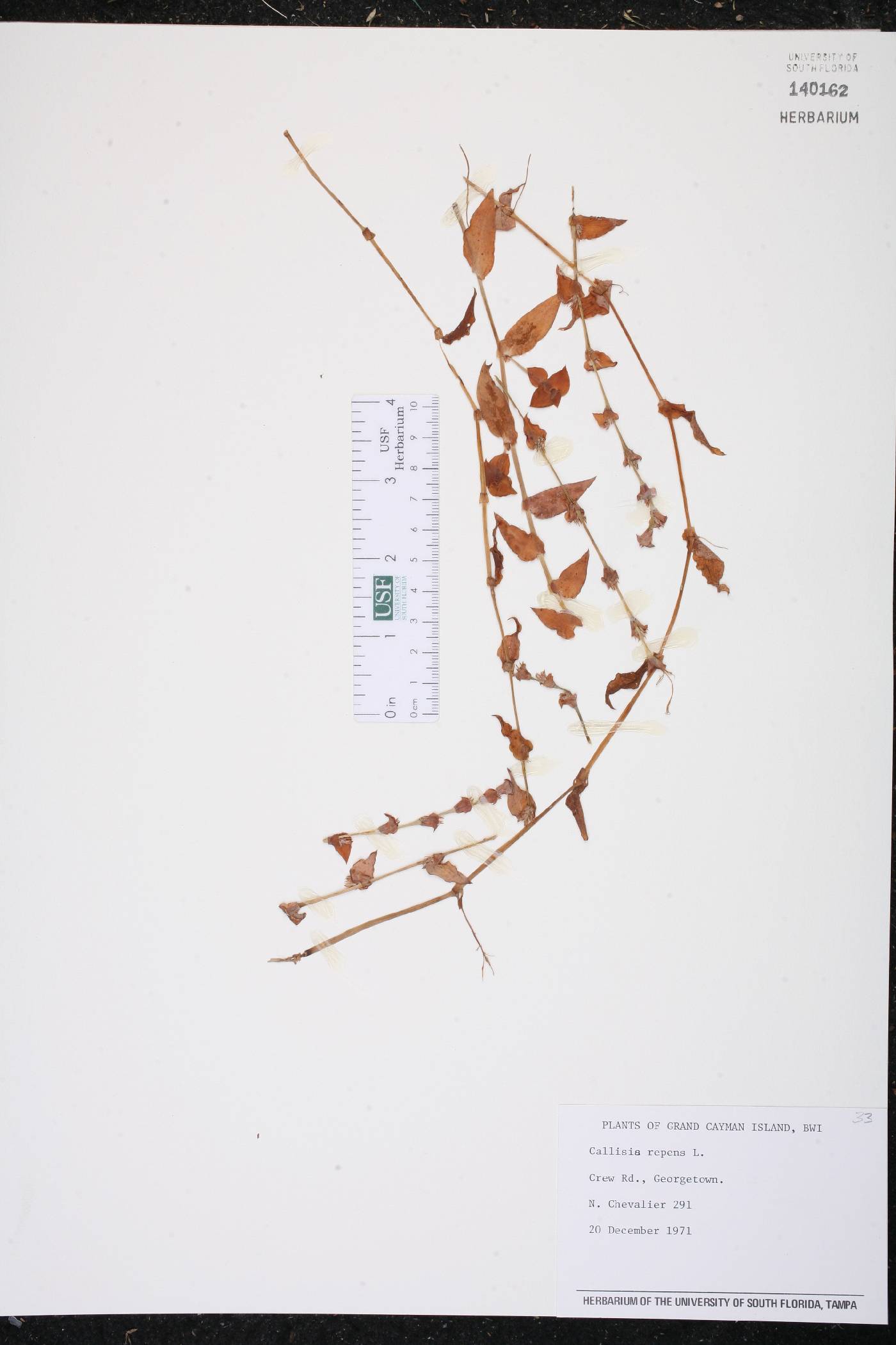 Callisia repens image