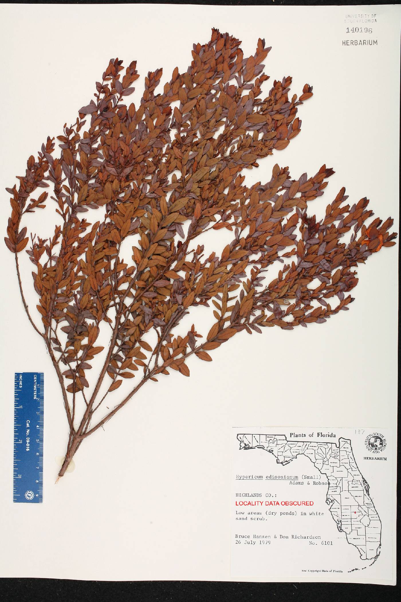 Hypericum edisonianum image