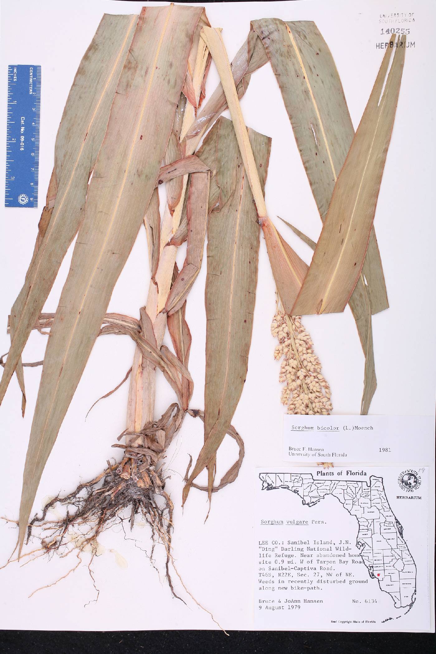 Sorghum bicolor subsp. bicolor image