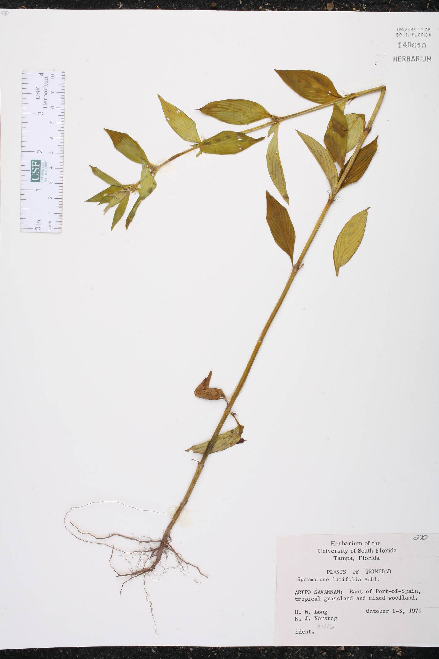 Spermacoce latifolia image