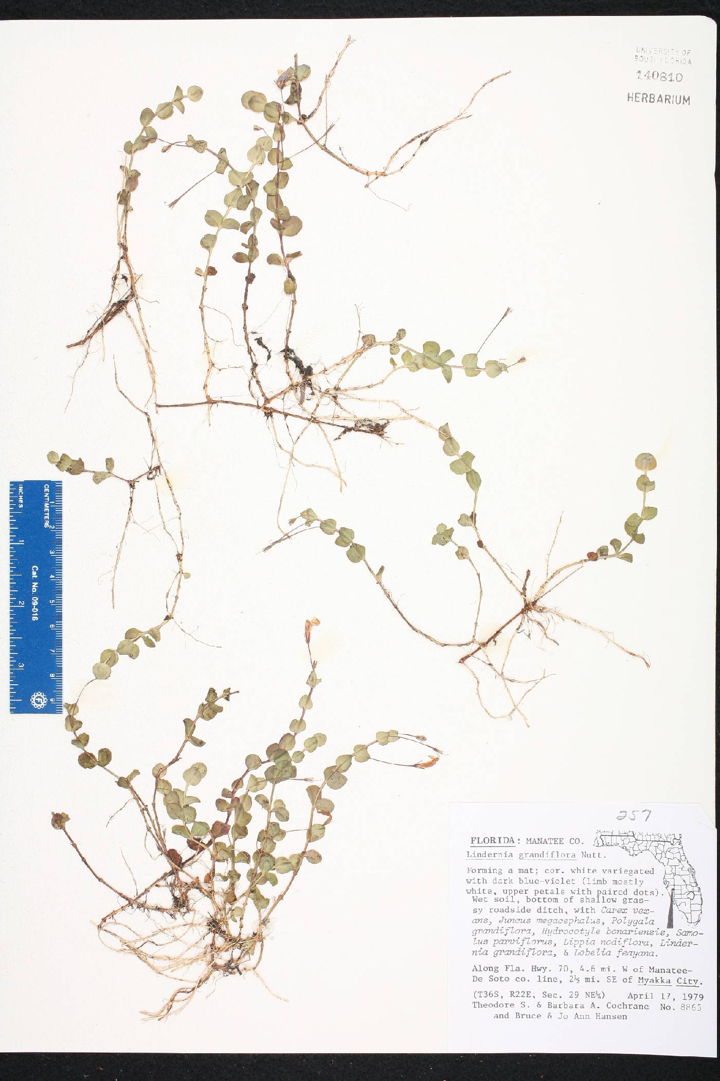 Lindernia grandiflora image