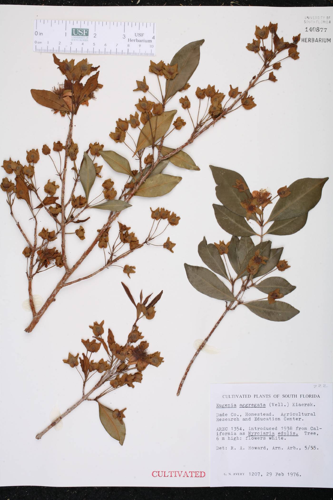 Eugenia aggregata image