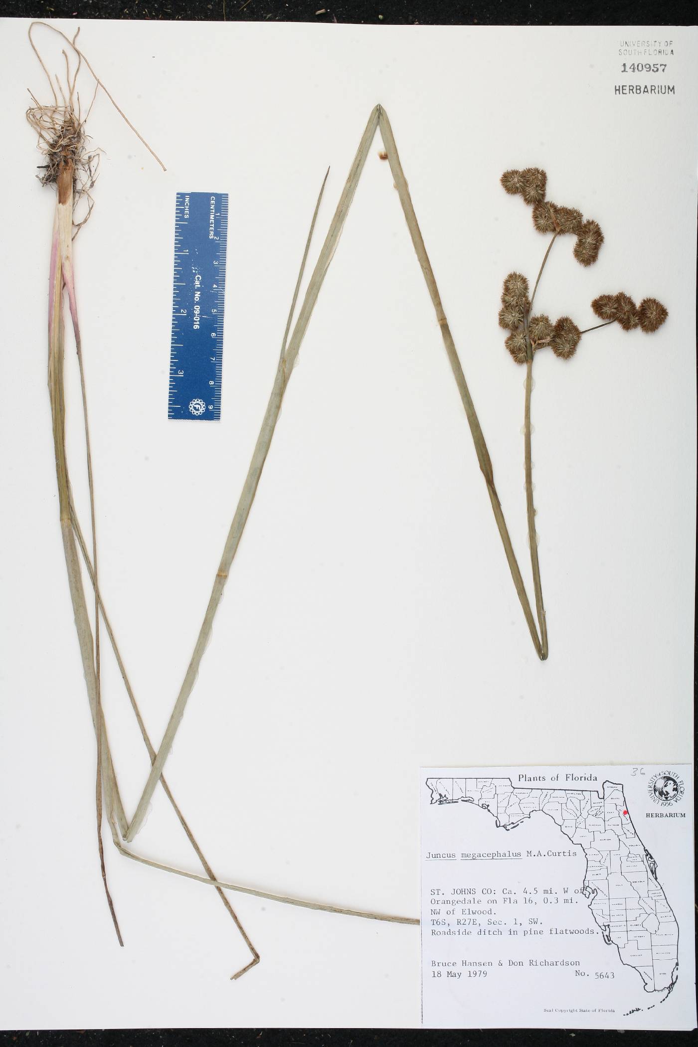 Juncus megacephalus image