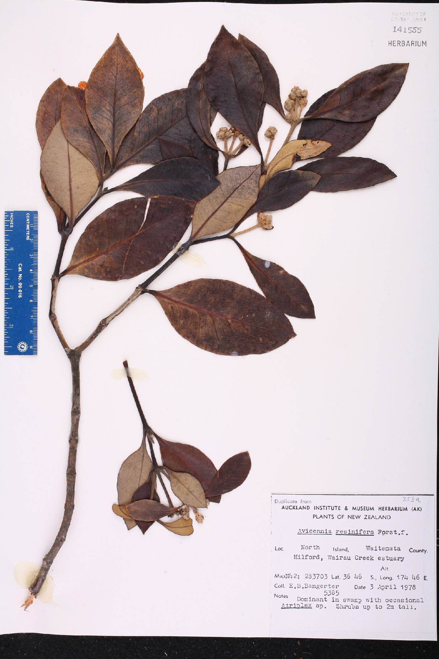 Avicennia marina subsp. australasica image