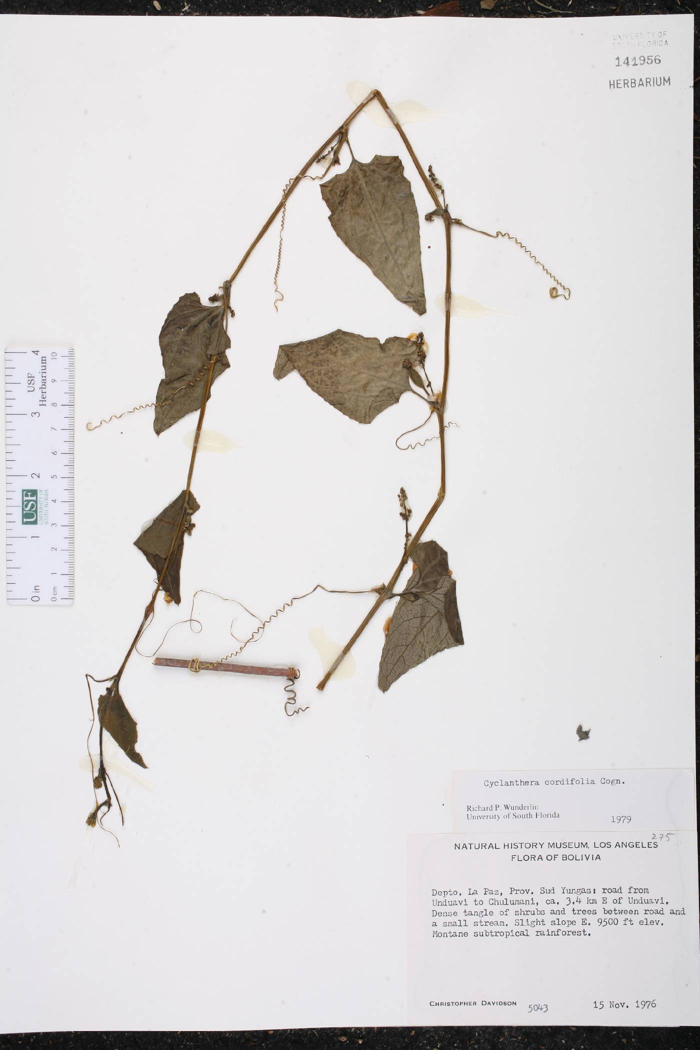 Cyclanthera cordifolia image