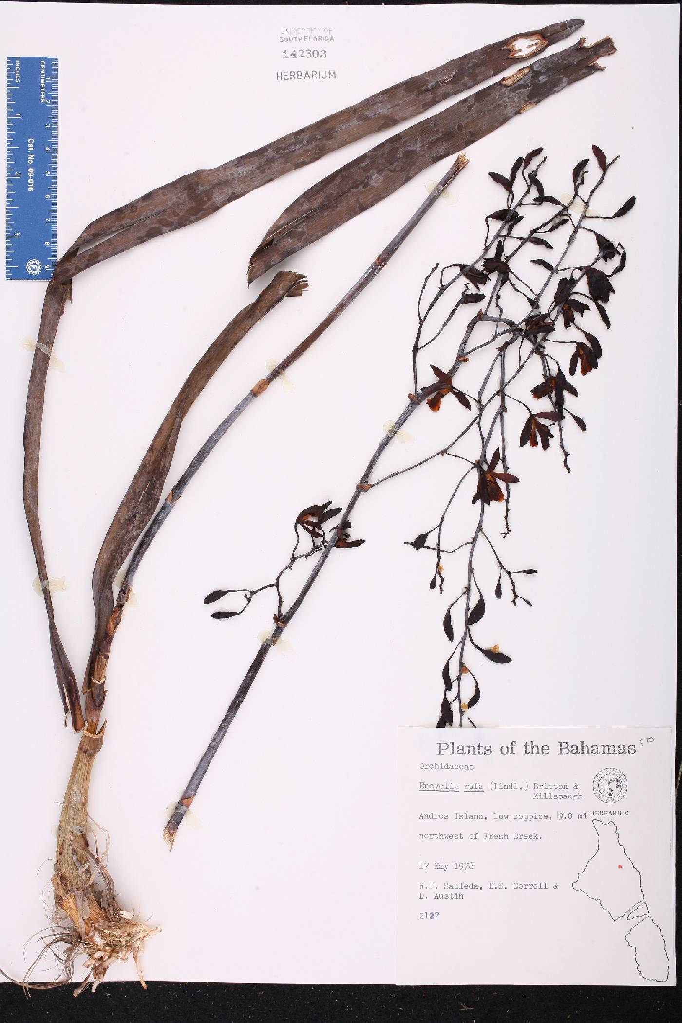Encyclia rufa image