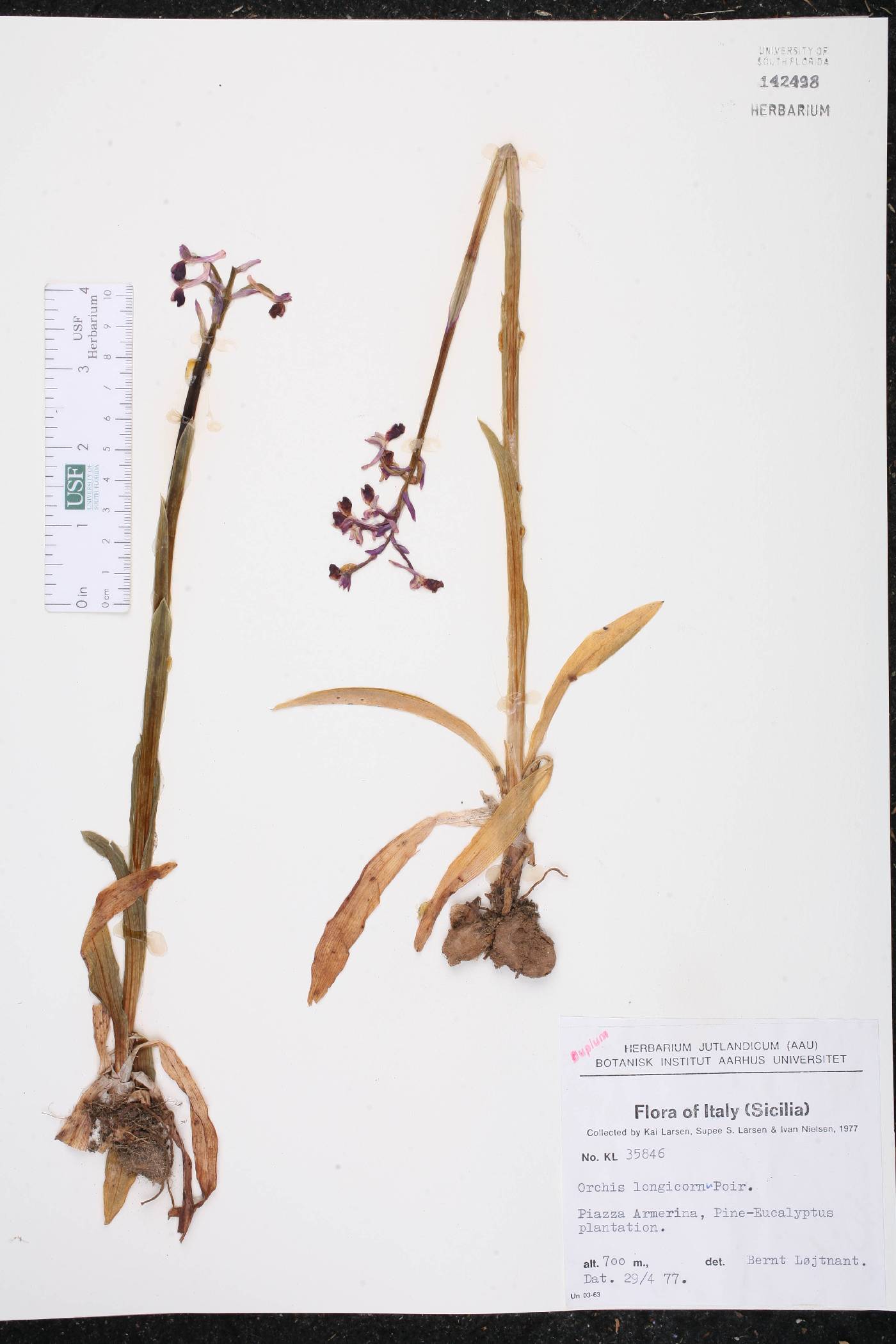 Orchis longicornu image