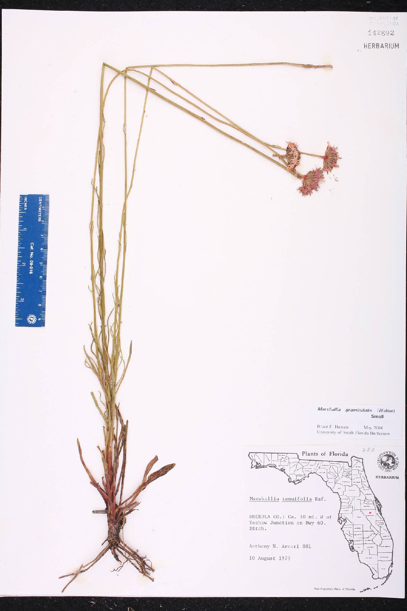Marshallia graminifolia image