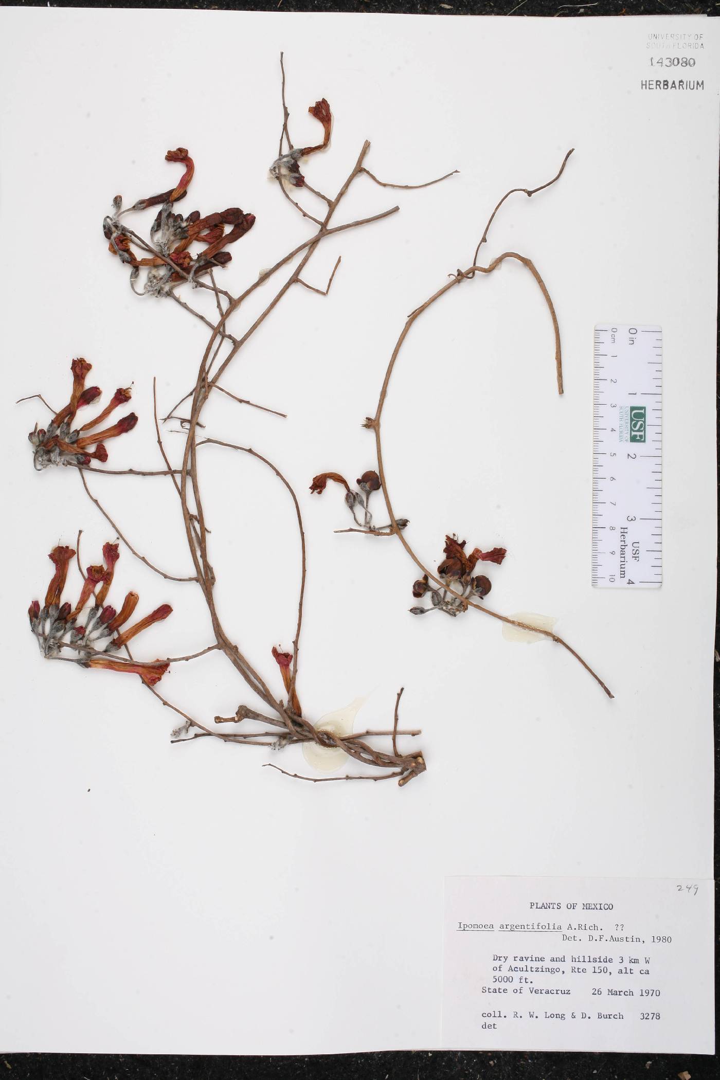 Ipomoea argentifolia image