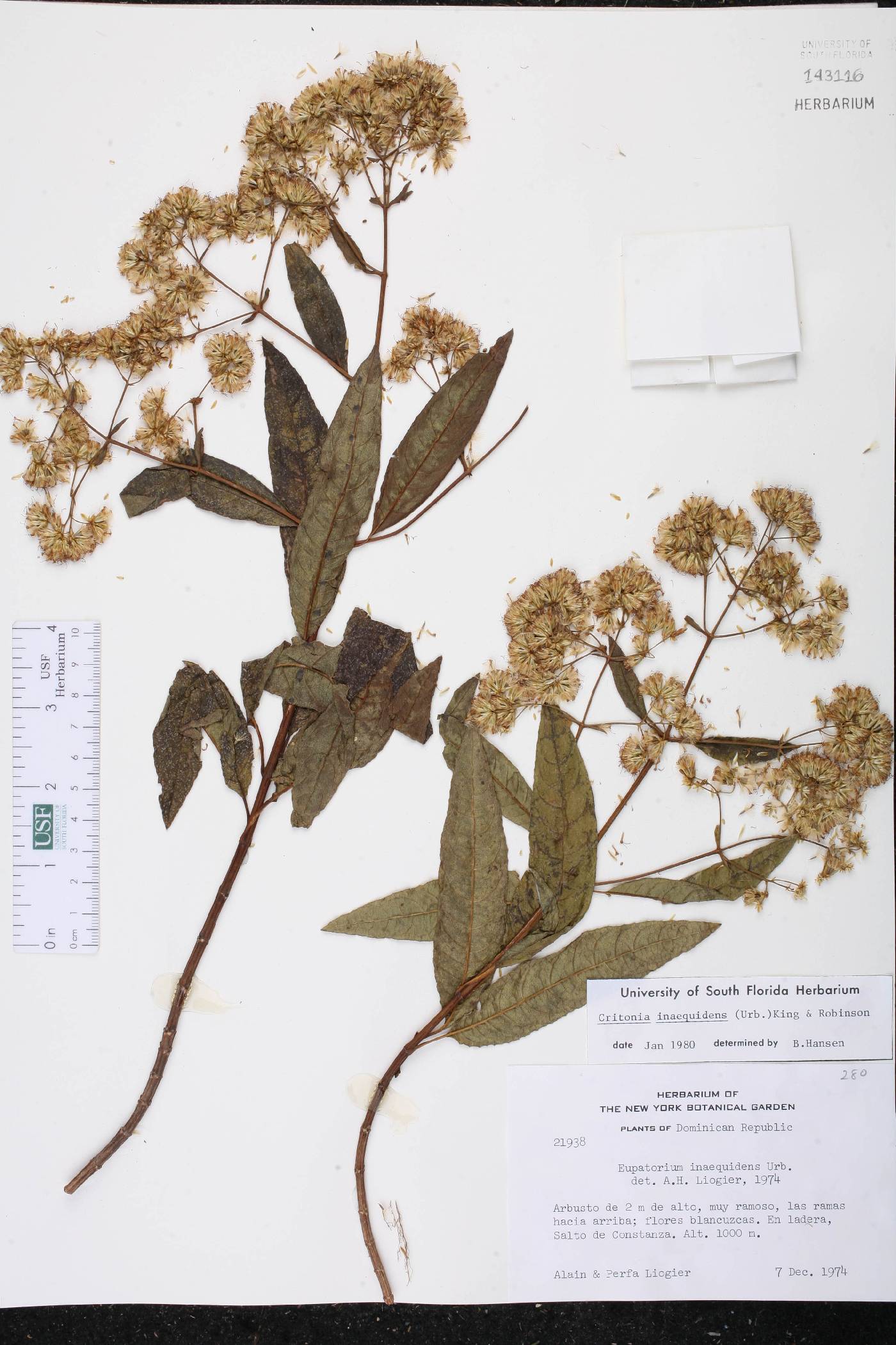 Critonia inaequidens image