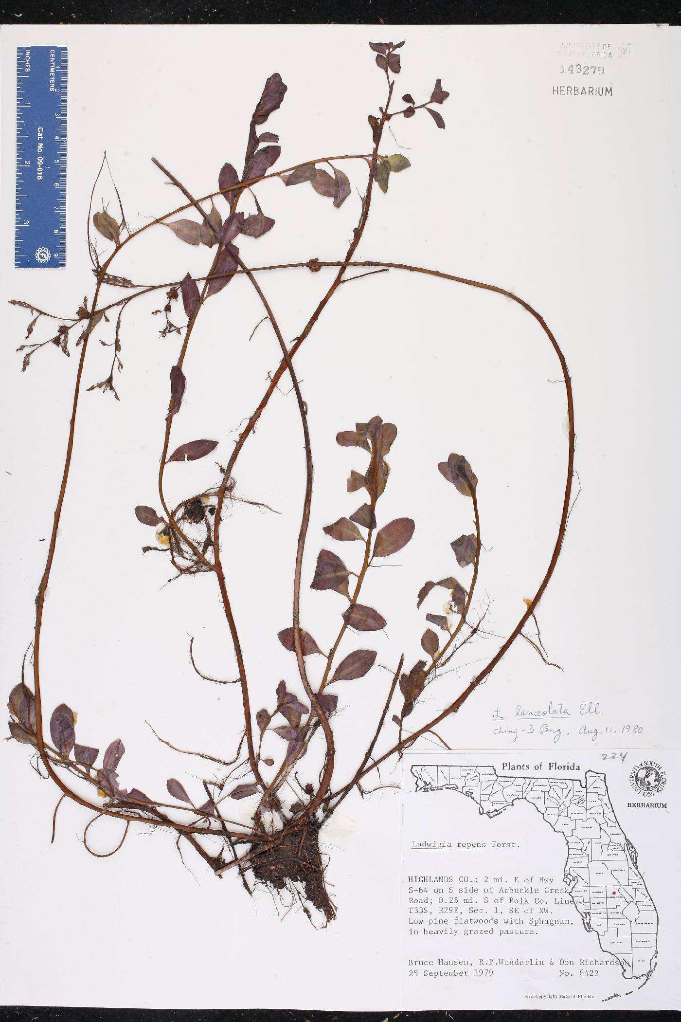 Ludwigia lanceolata image