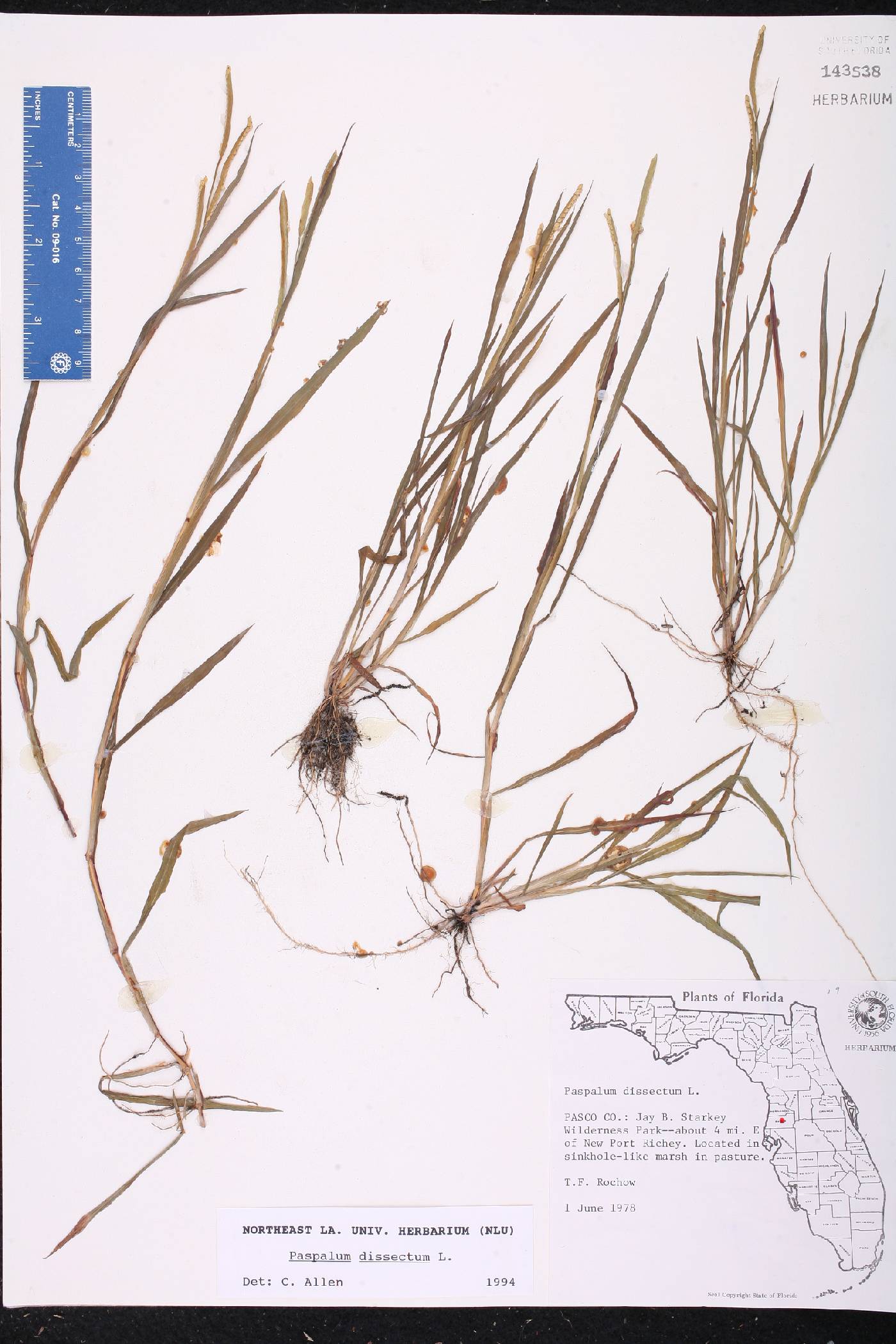 Paspalum dissectum image