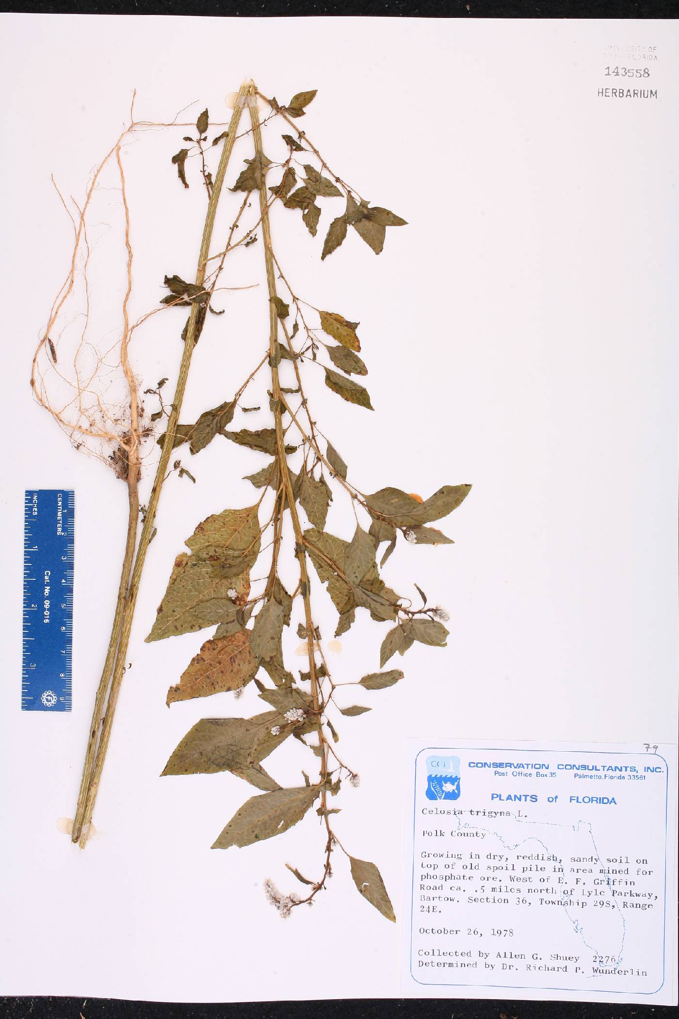 Celosia trigyna image
