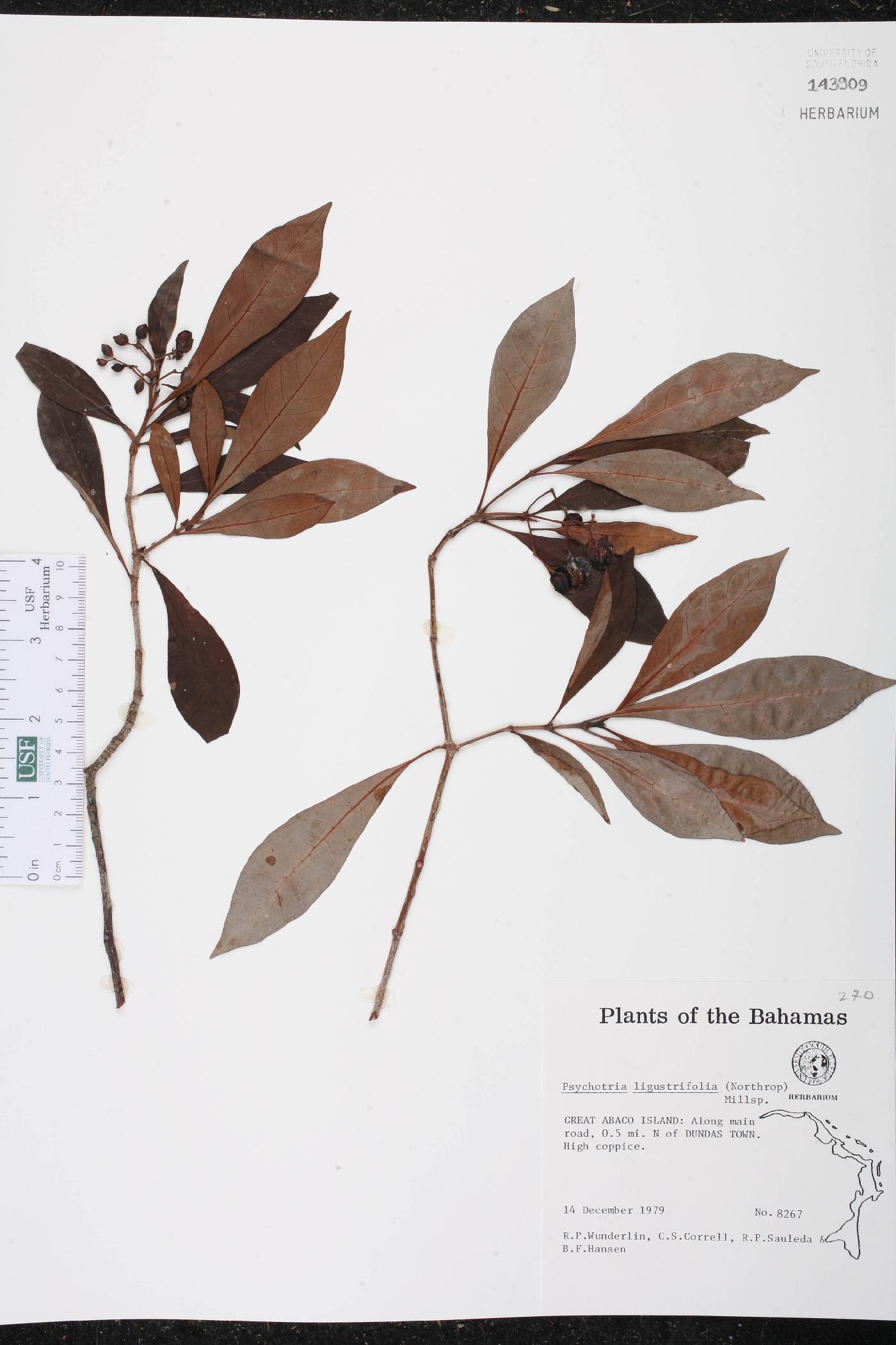 Psychotria ligustrifolia image