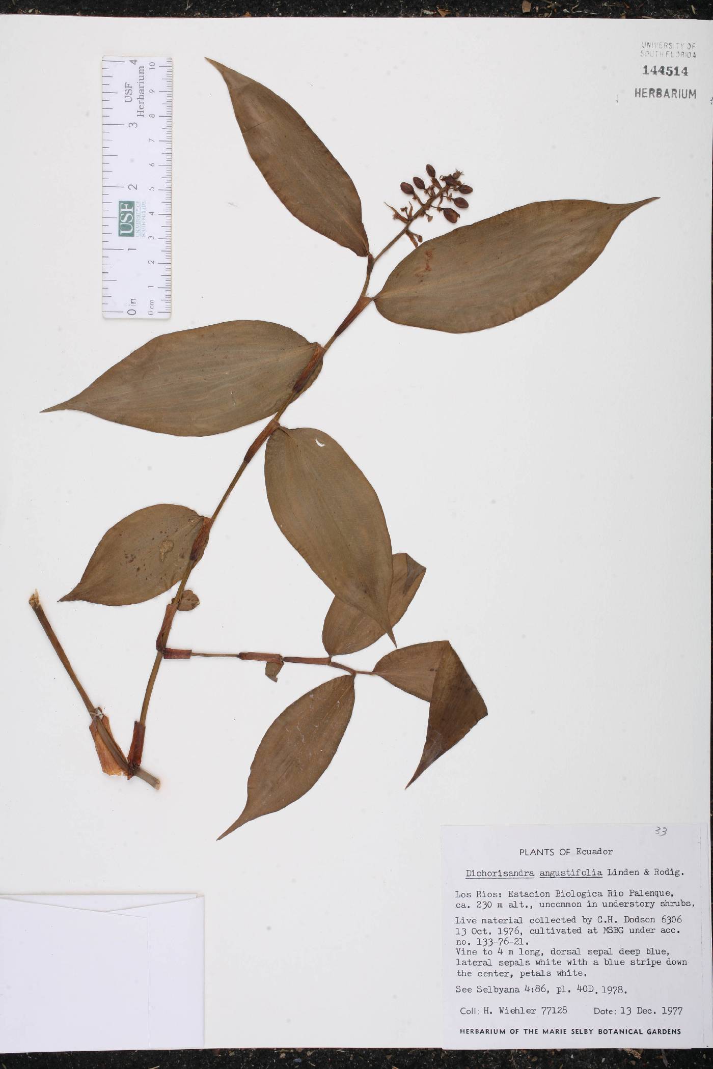 Dichorisandra angustifolia image