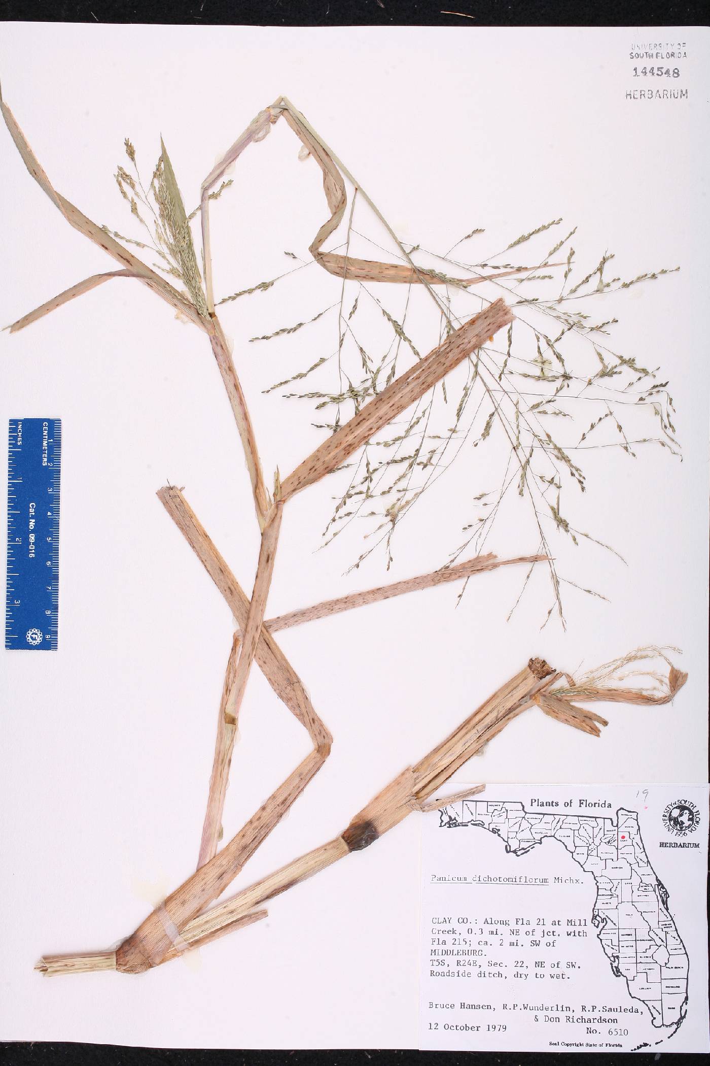 Panicum dichotomiflorum var. dichotomiflorum image