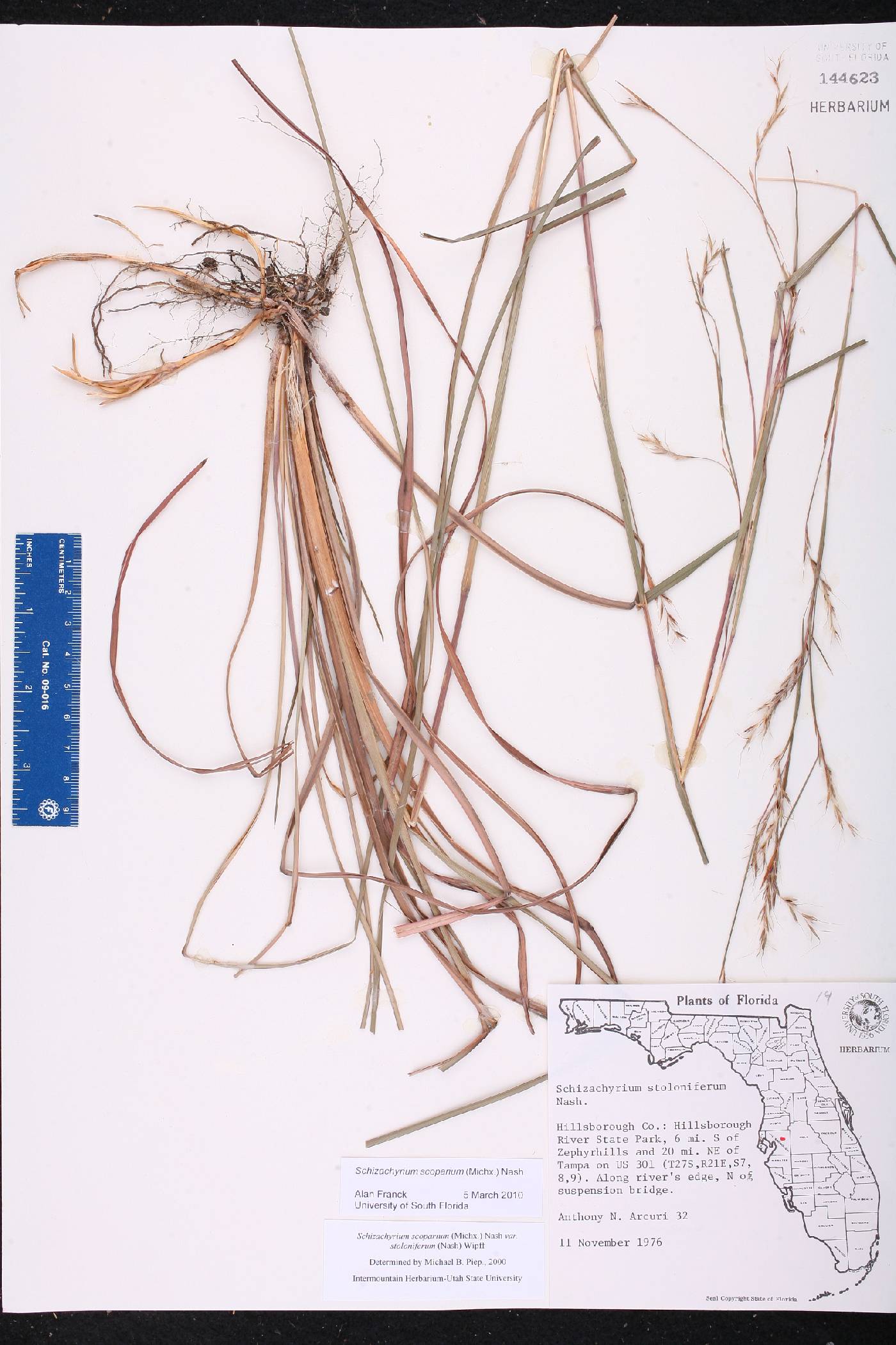 Schizachyrium stoloniferum image