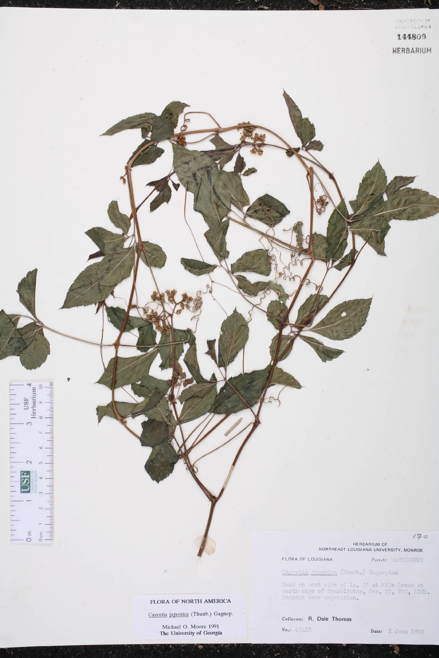 Cayratia japonica image