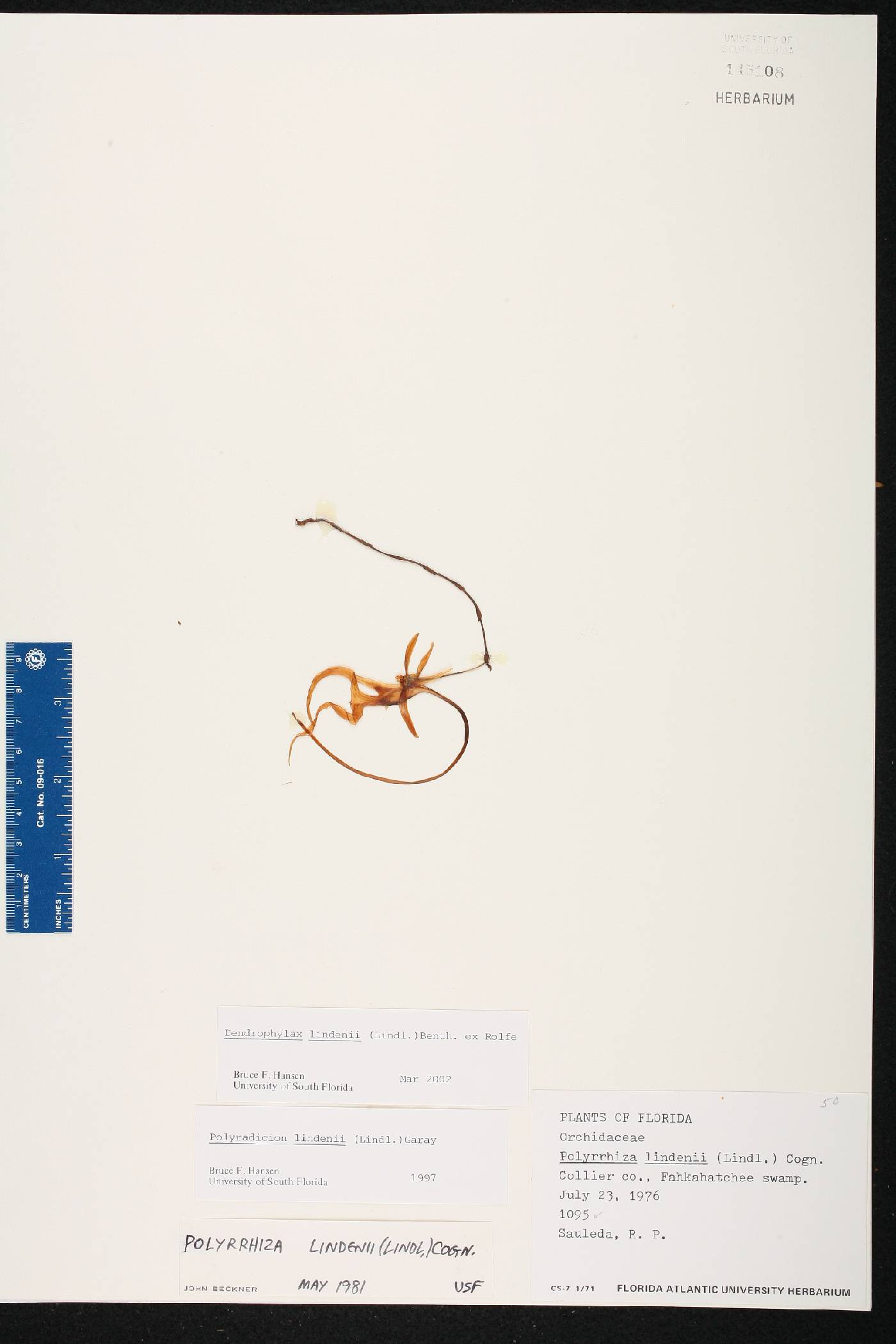 Dendrophylax lindenii image
