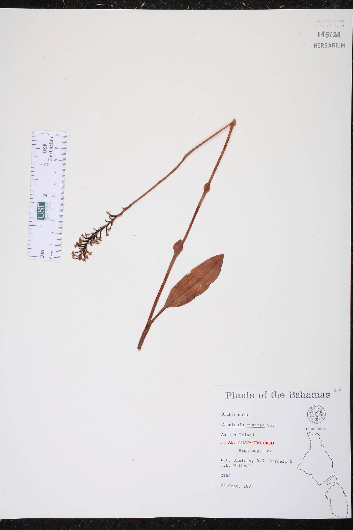 Cranichis muscosa image