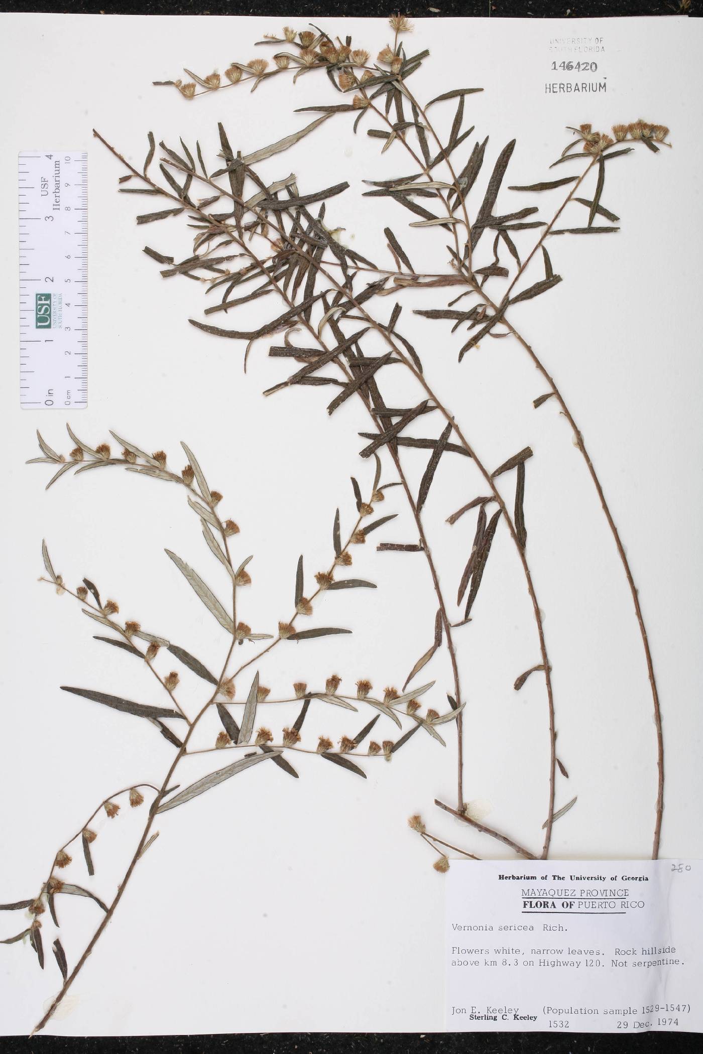 Vernonia sericea image