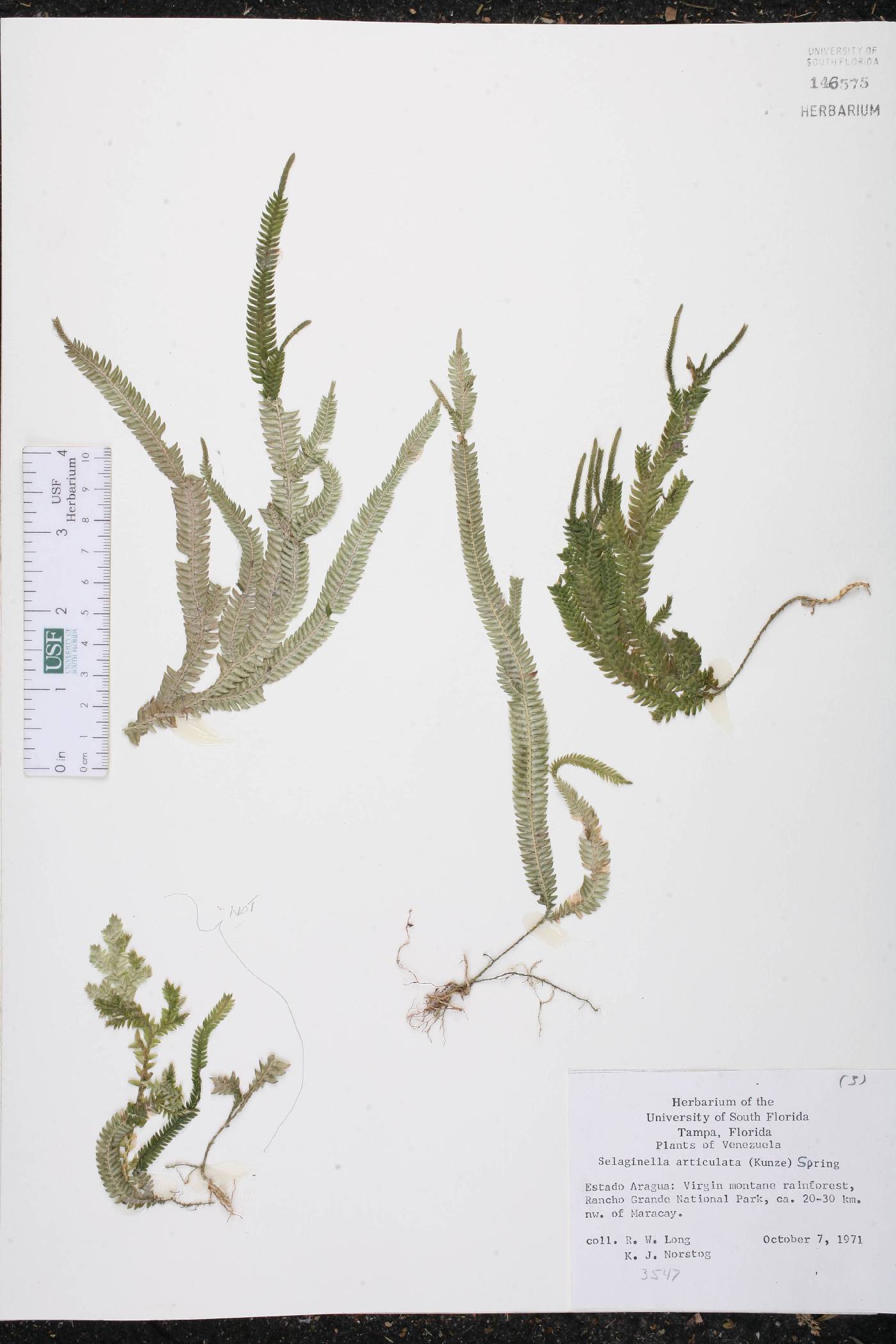 Selaginella articulata image