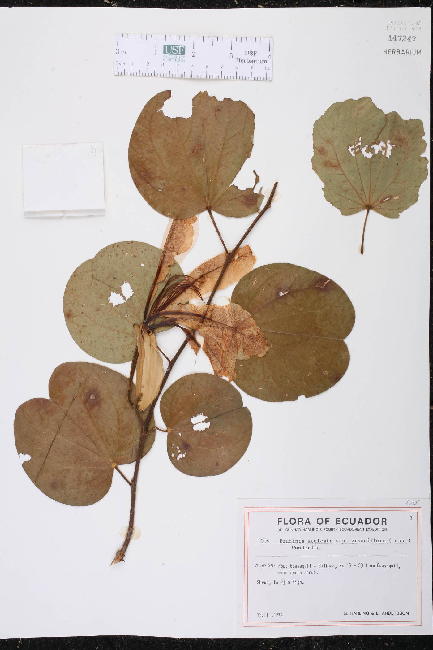 Bauhinia aculeata image