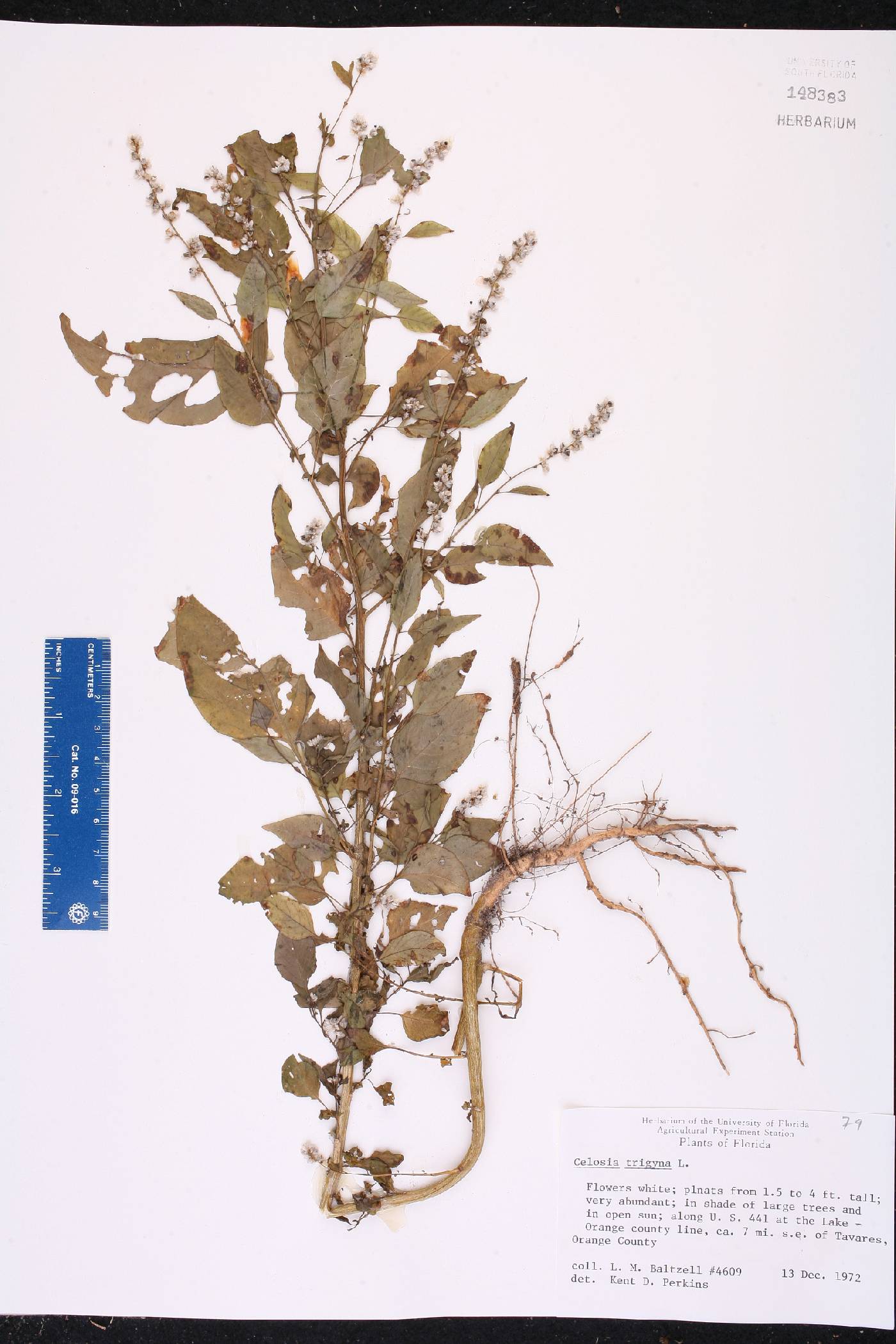 Celosia trigyna image